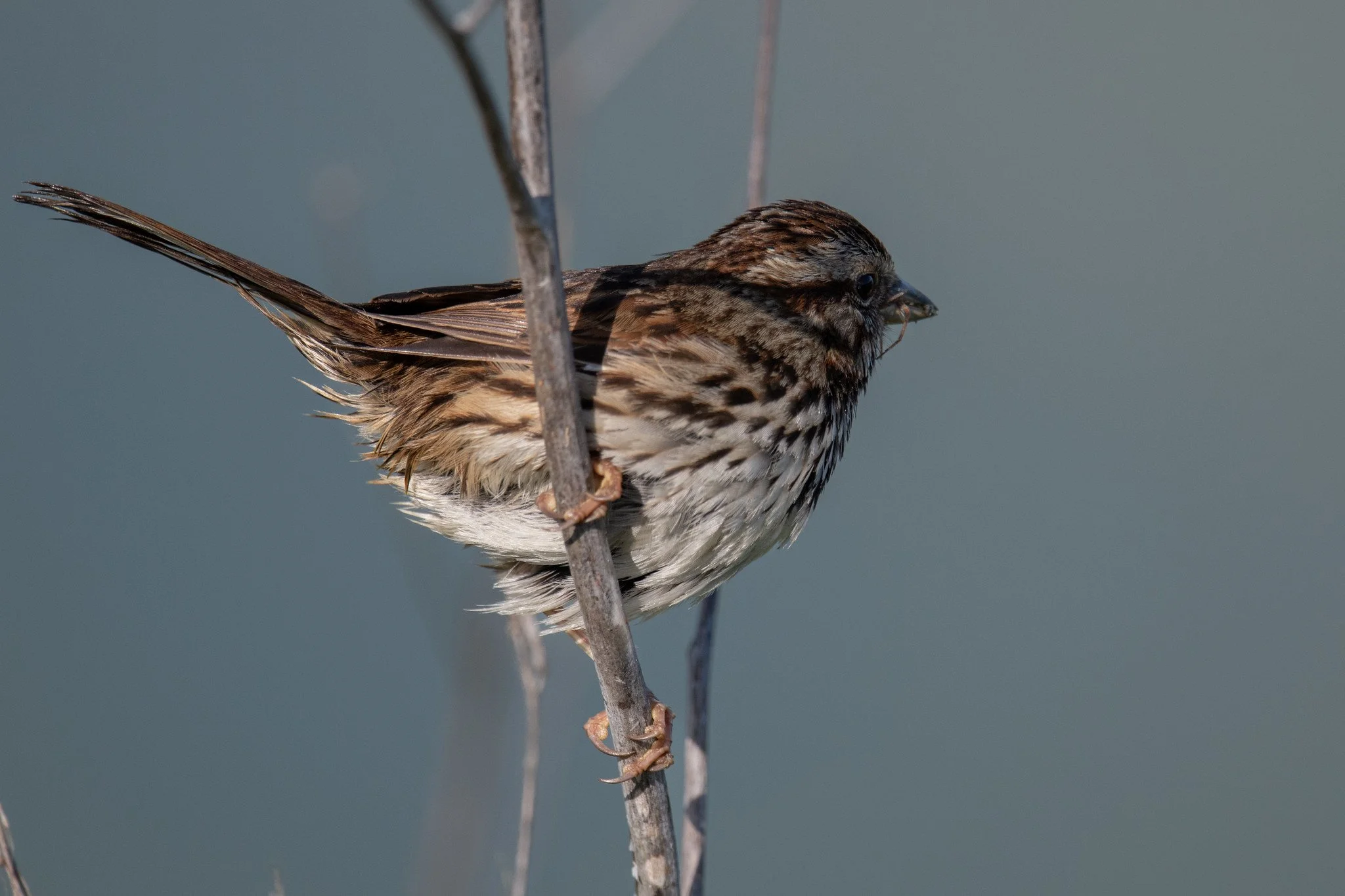 Song Sparrow (Melospiza melodia)