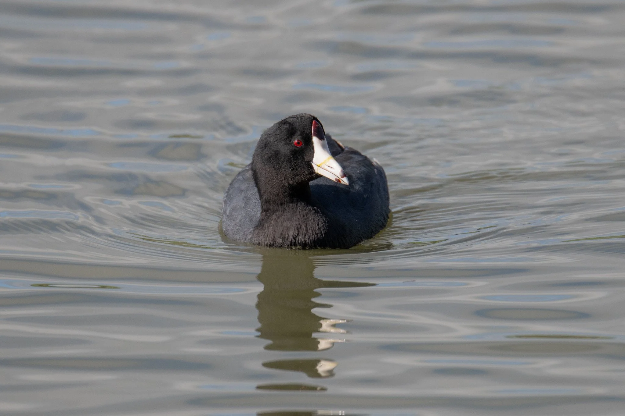 American Coot (Fulica americana)