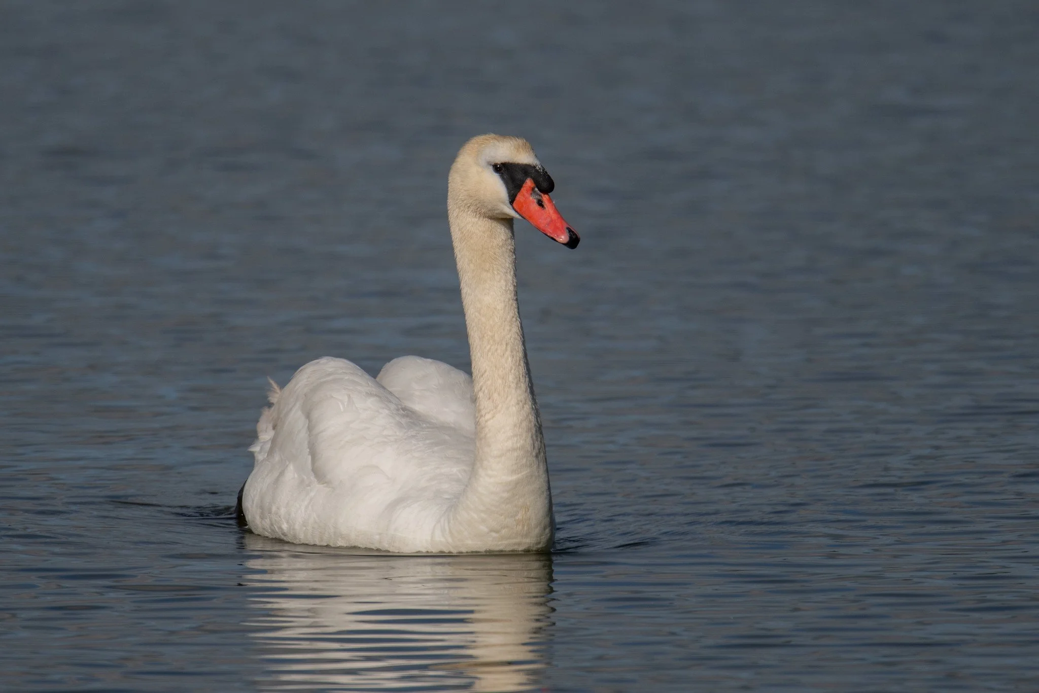 Mute Swan (Cygnus olor)
