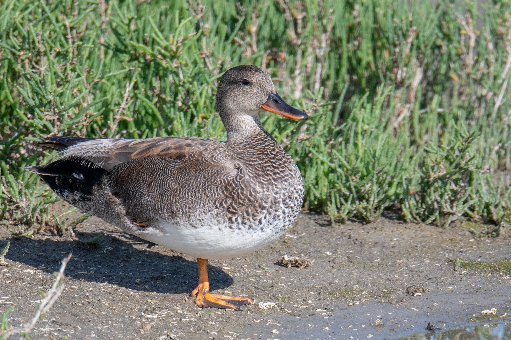 Gadwall (Mareca strepera)