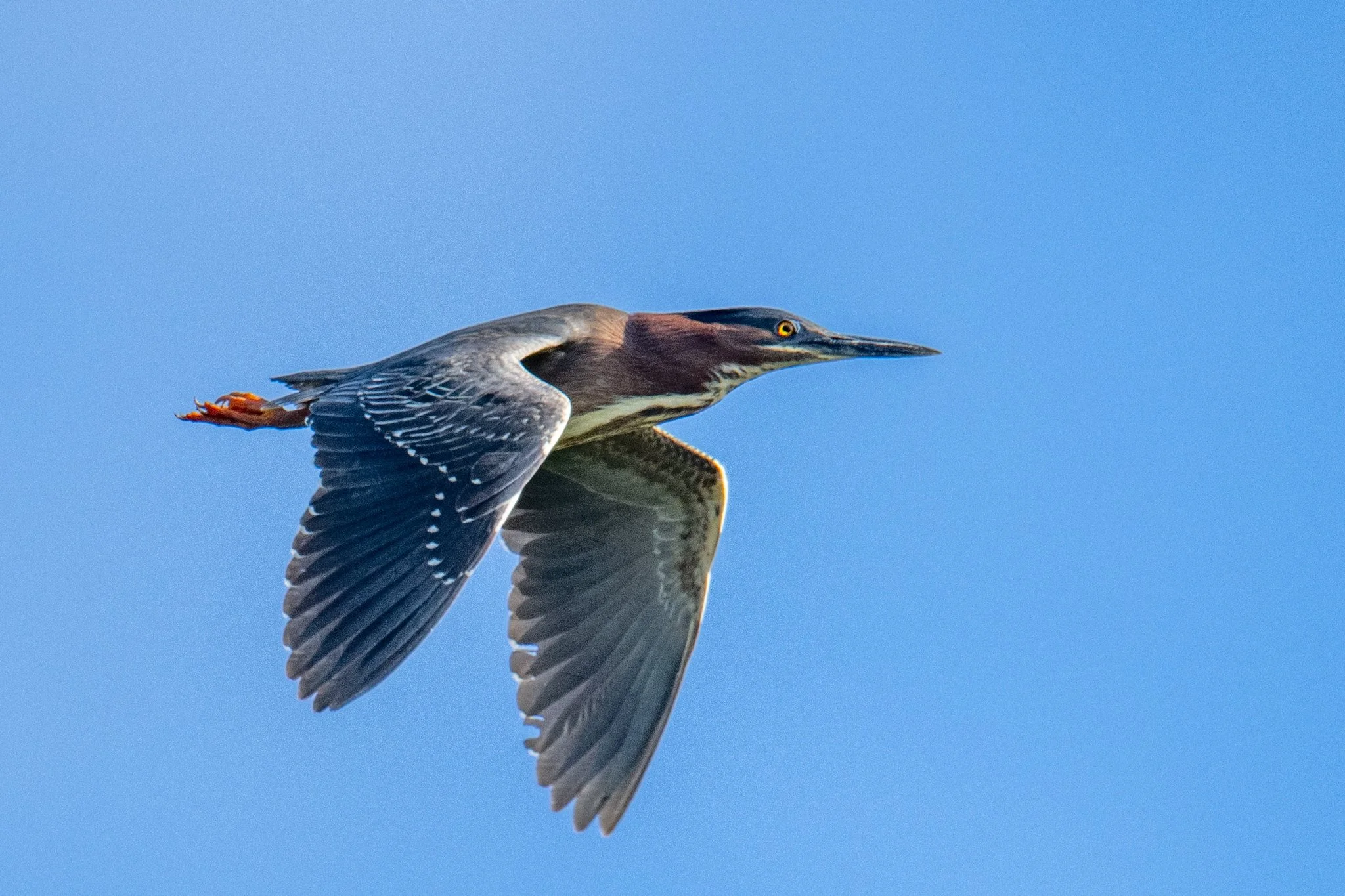 Green Heron (Butorides virescens)