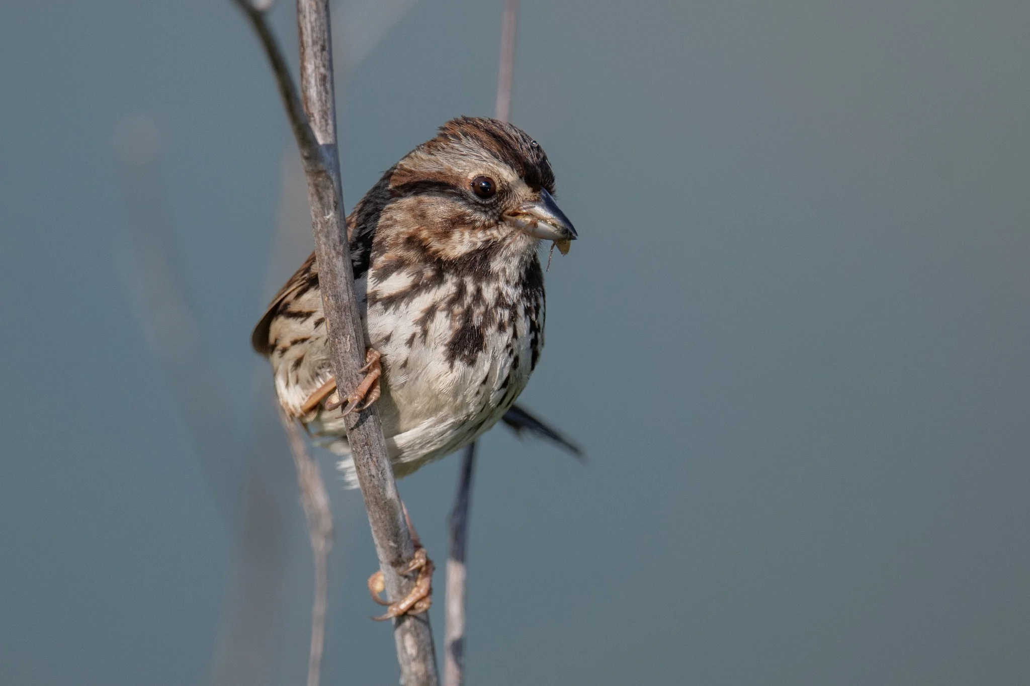 Song Sparrow (Melospiza melodia)
