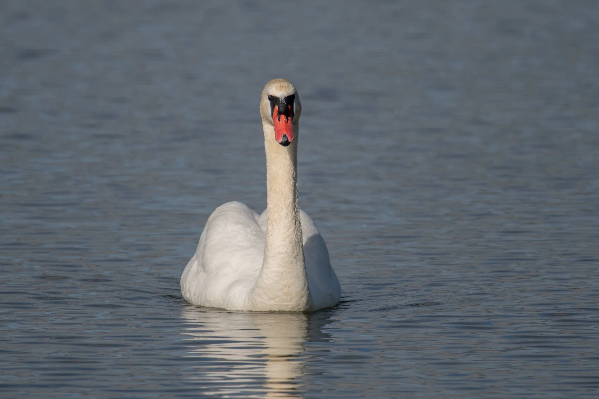 Mute Swan (Cygnus olor)