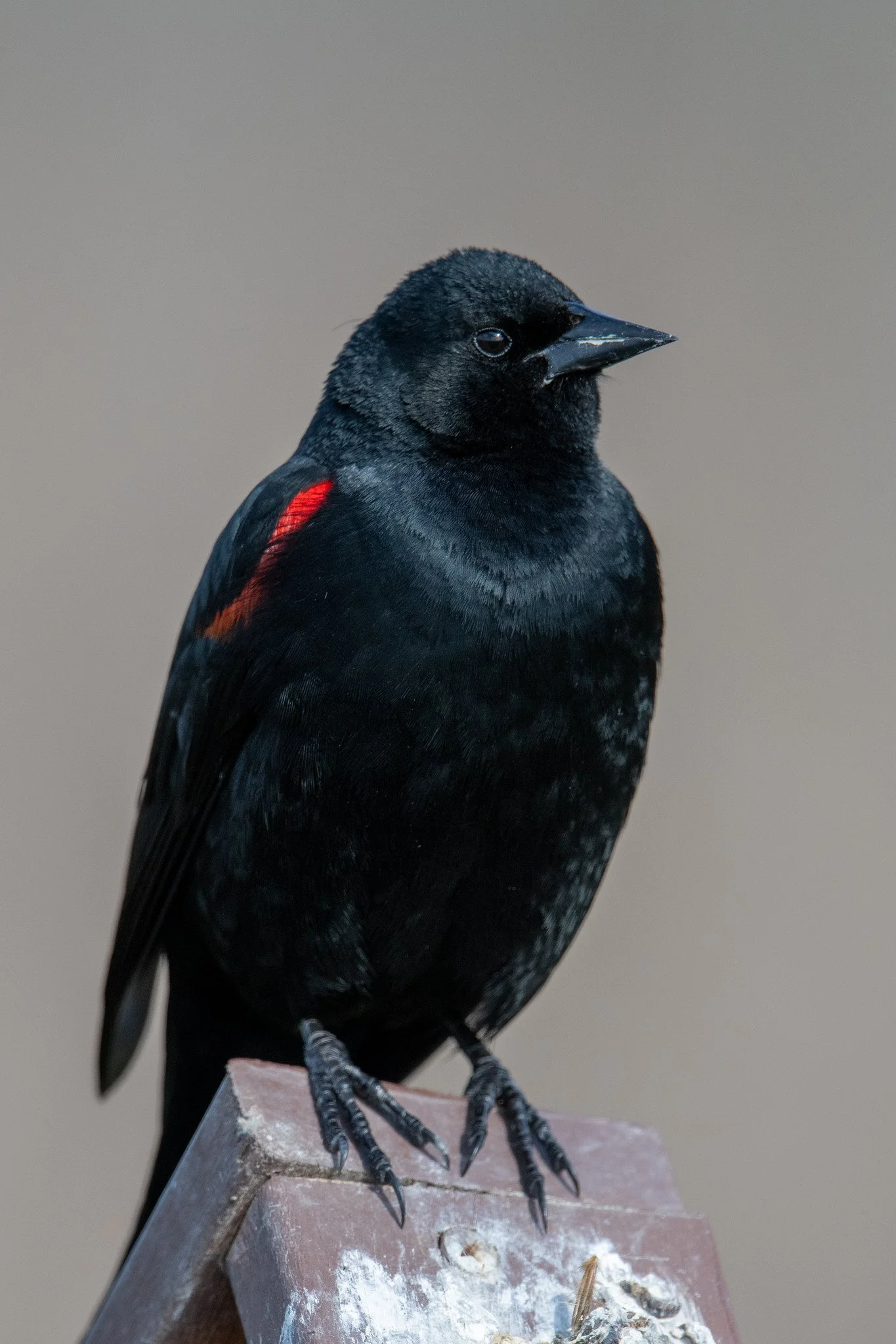 Red-winged Blackbird, California Bicolored (Agelaius phoeniceus californicus/mailliardorum)