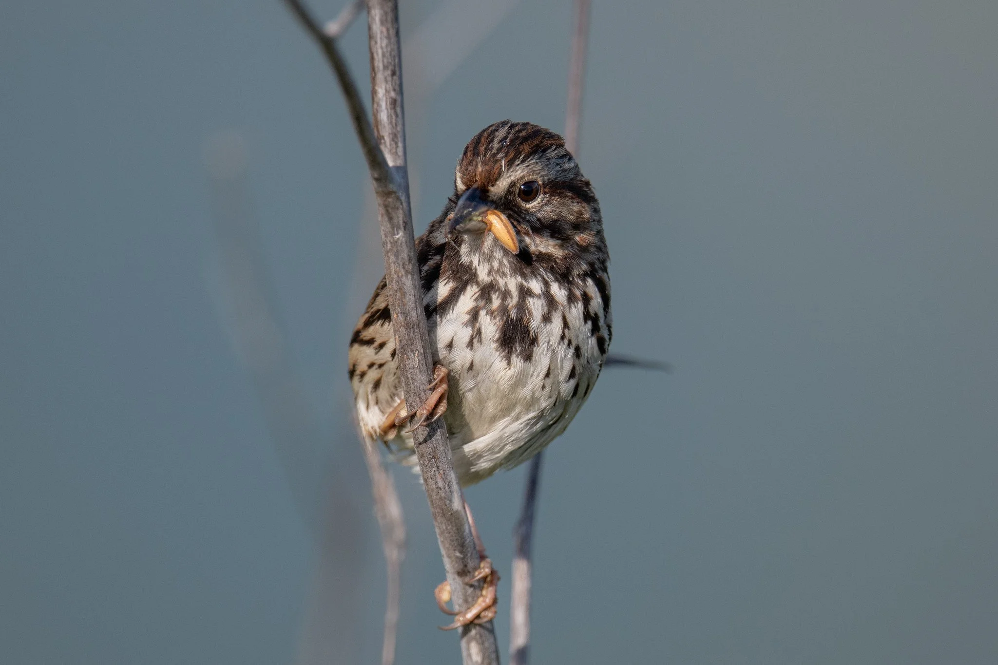 Song Sparrow (Melospiza melodia)
