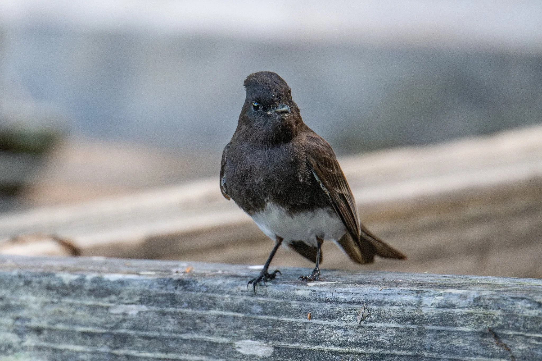 Black Phoebe (Sayornis nigricans)