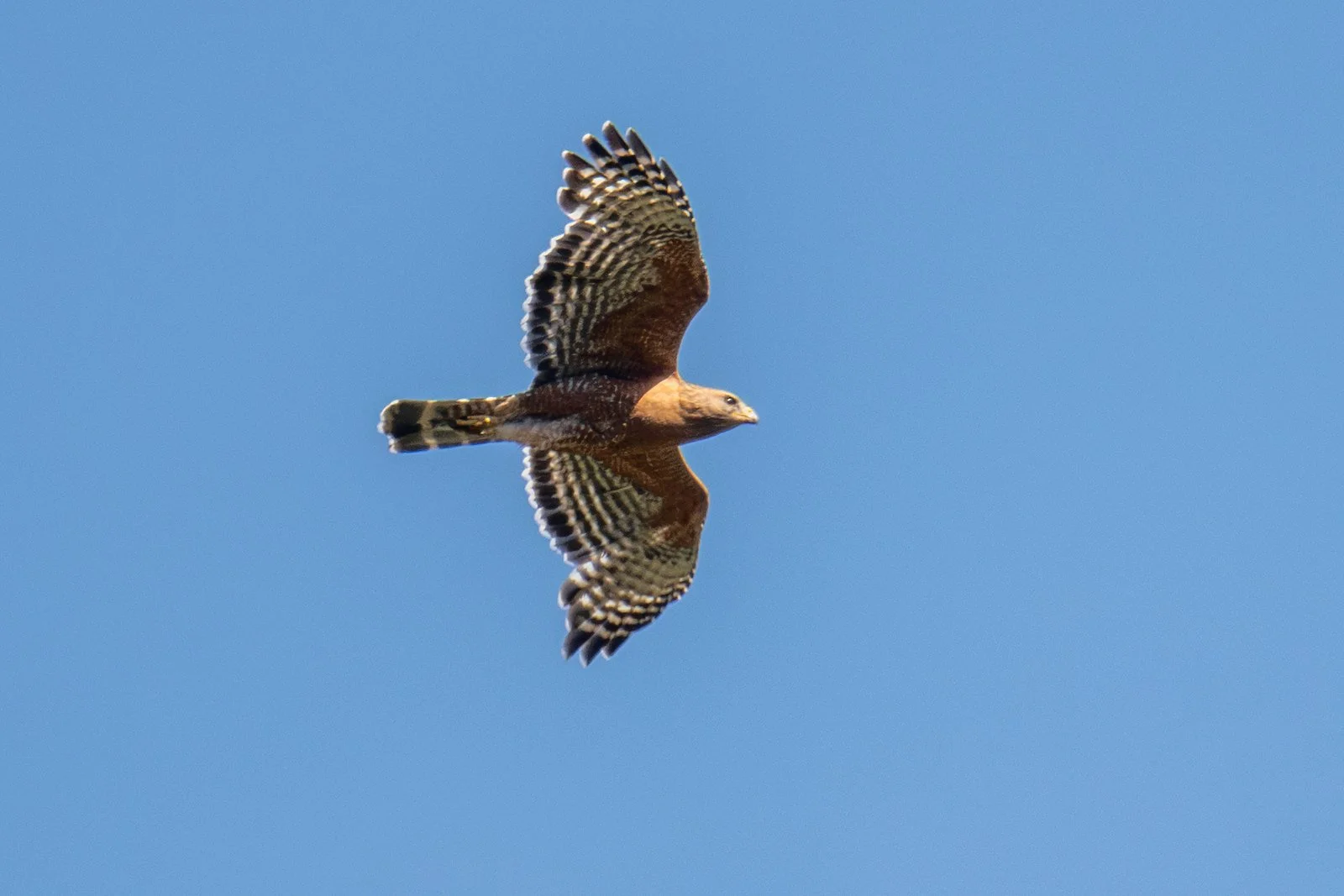 Red-shouldered Hawk (Buteo lineatus)