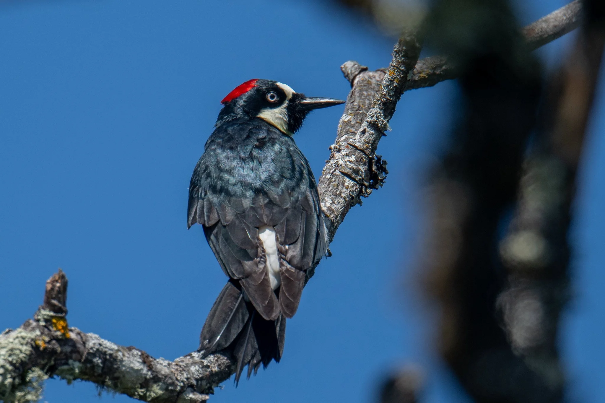 Acorn Woodpecker (Melanerpes formicivorus)