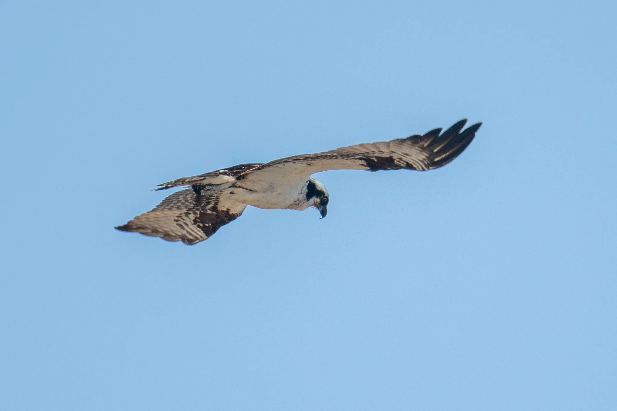 Osprey (Pandion haliaetus)