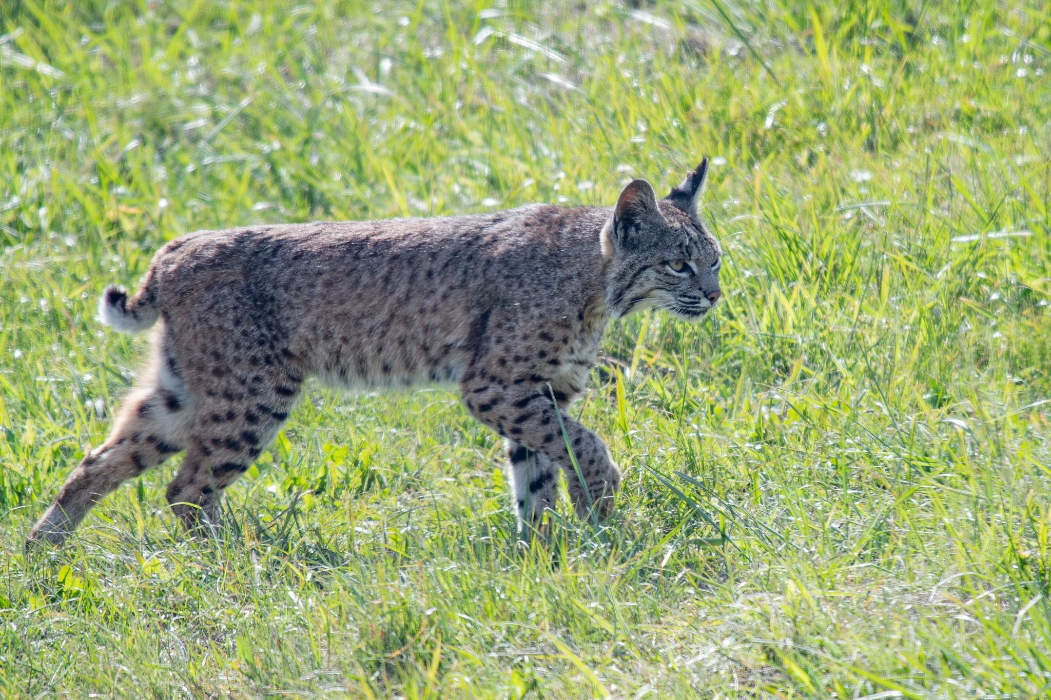 Bobcat (Lynx rufus)