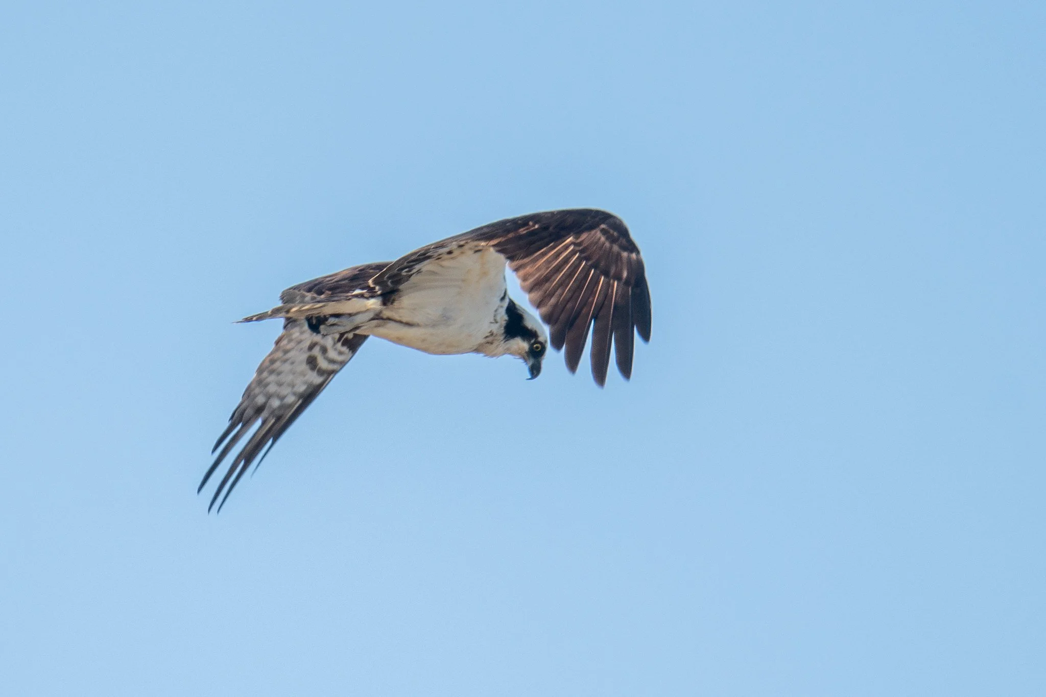 Osprey (Pandion haliaetus)