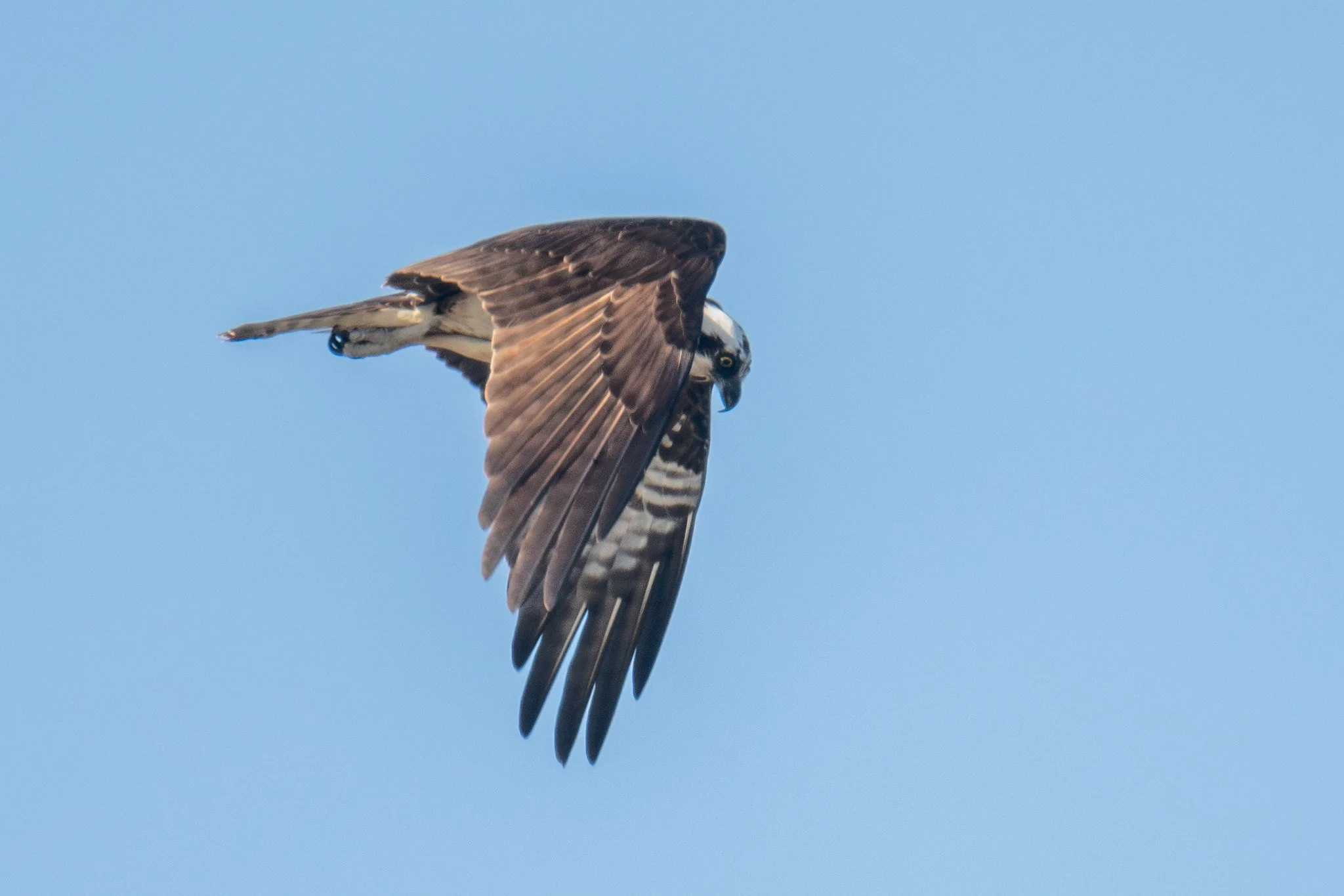 Osprey (Pandion haliaetus)