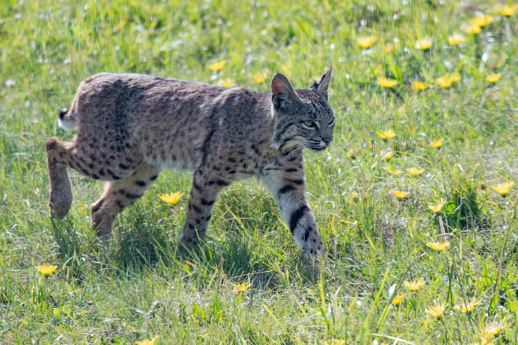 Bobcat (Lynx rufus)