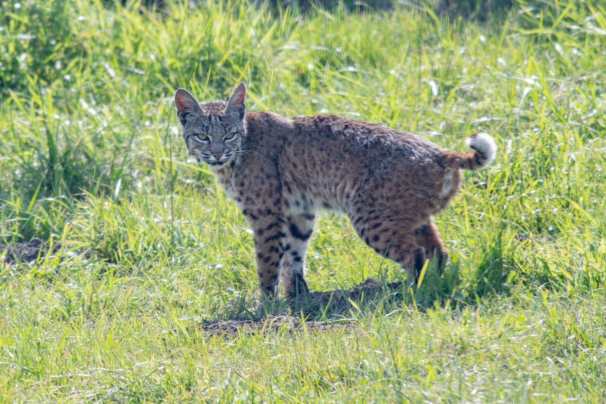 Bobcat (Lynx rufus)