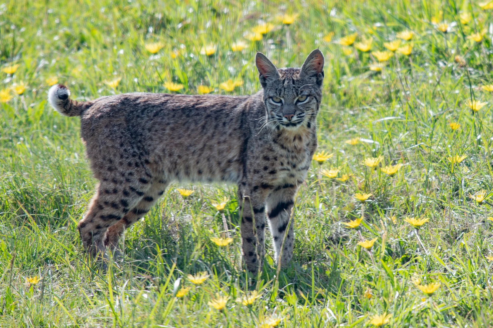 Bobcat (Lynx rufus)