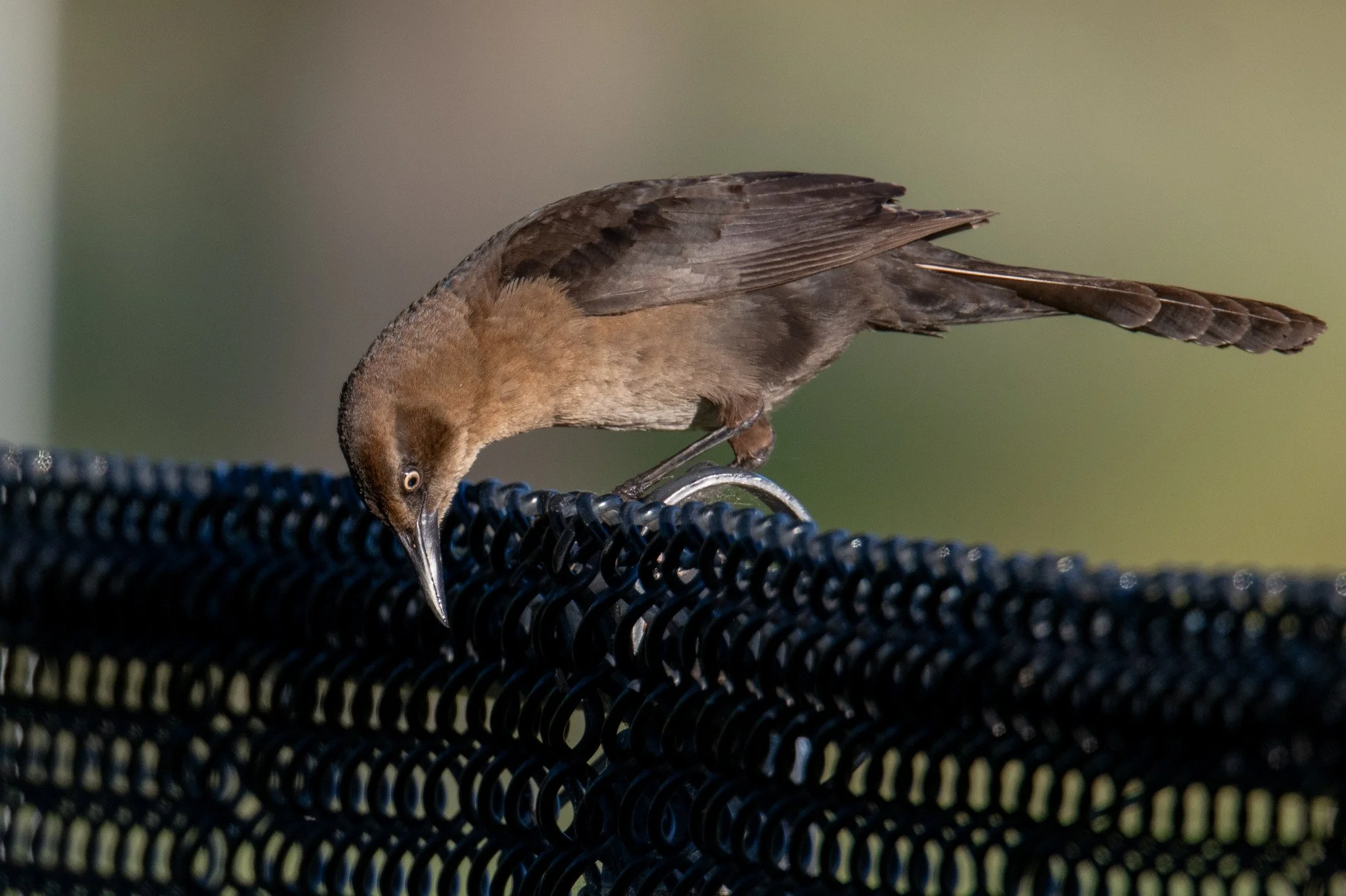 Great-tailed Grackle (Quiscalus mexicanus)