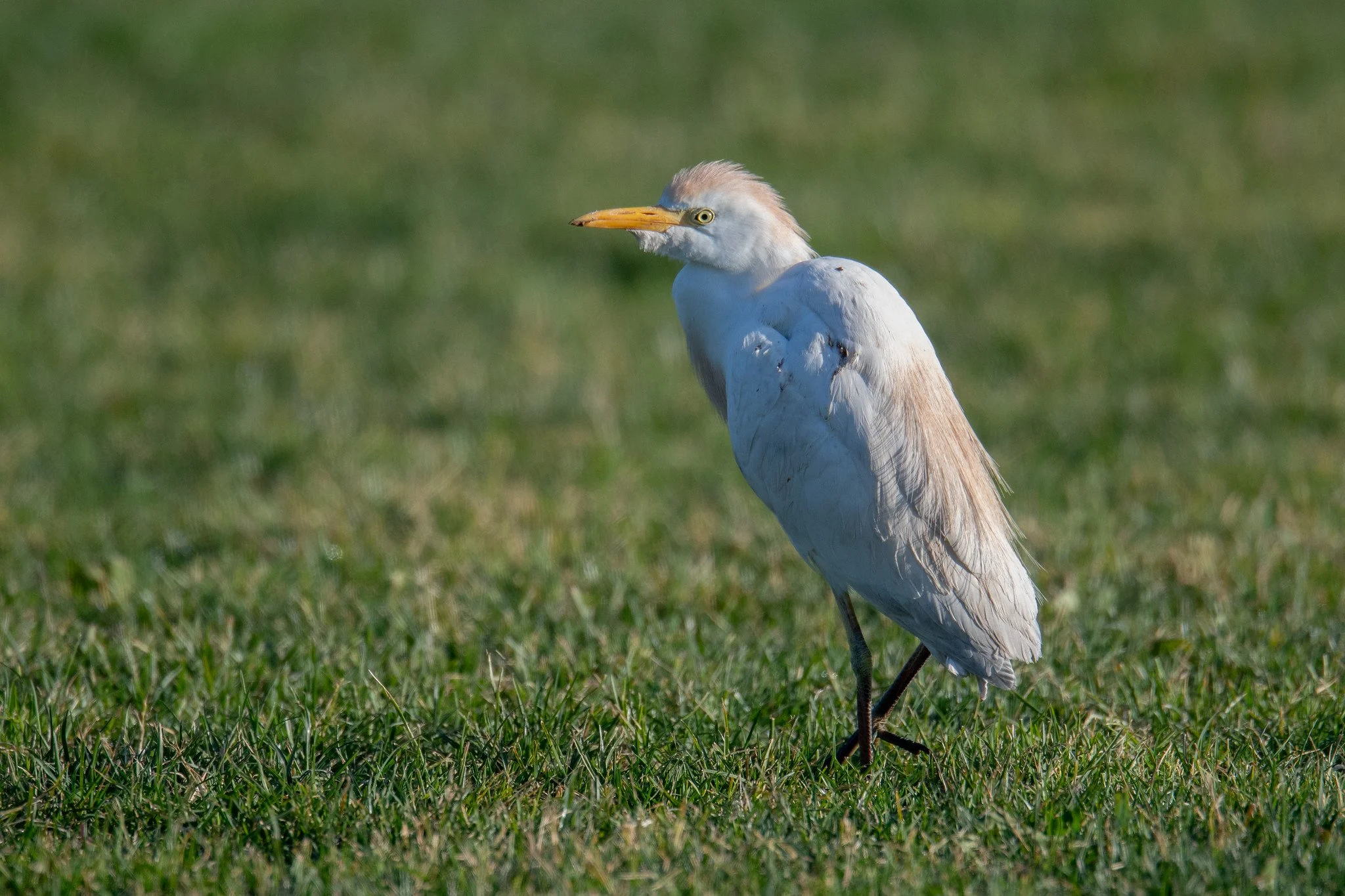 Western Cattle-Egret (Ardea ibis)