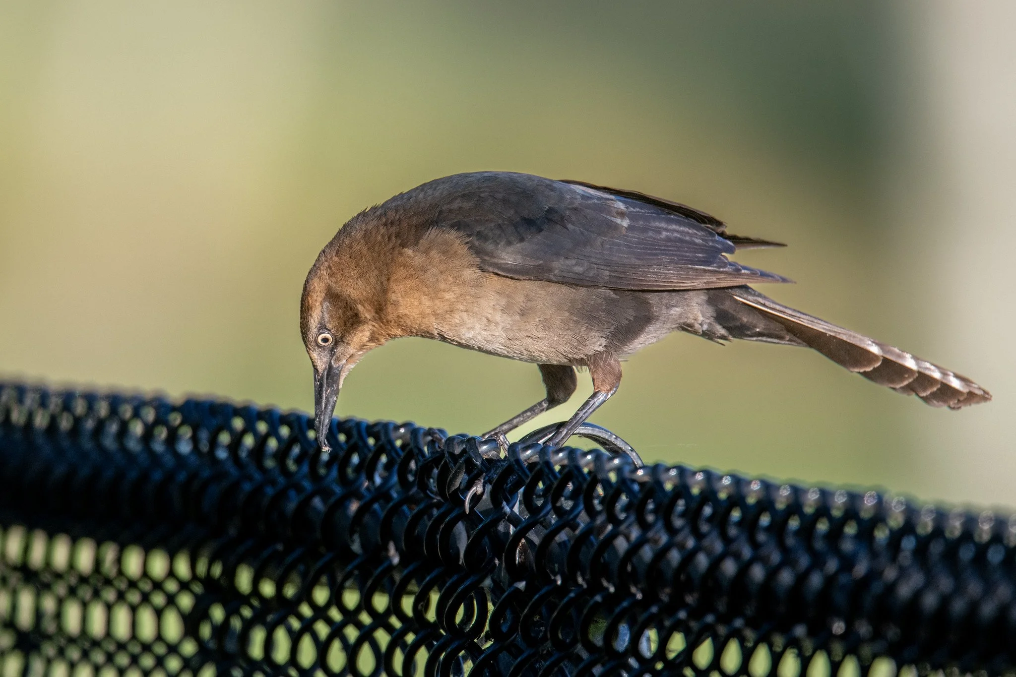 Great-tailed Grackle (Quiscalus mexicanus)