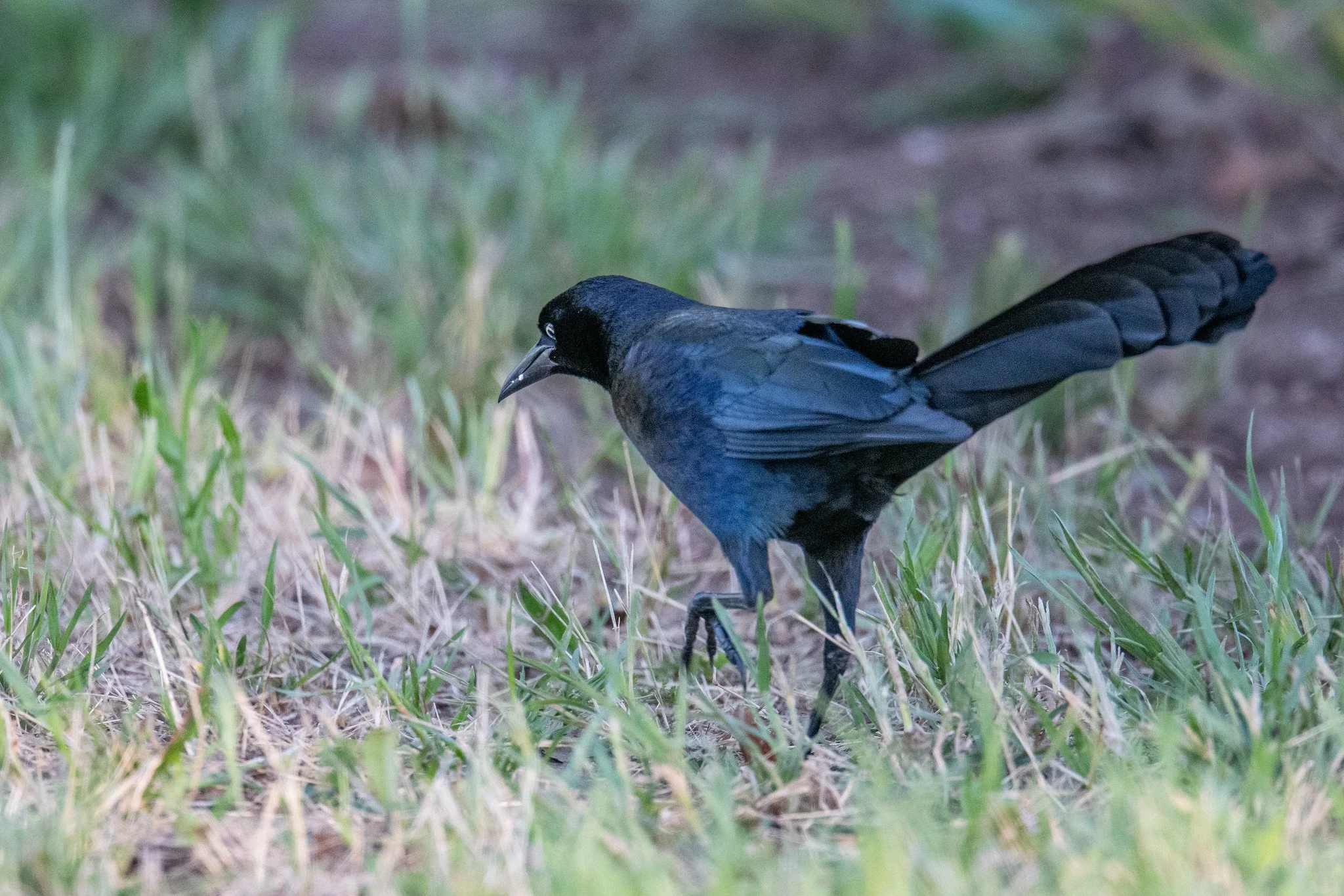 Great-tailed Grackle (Quiscalus mexicanus)