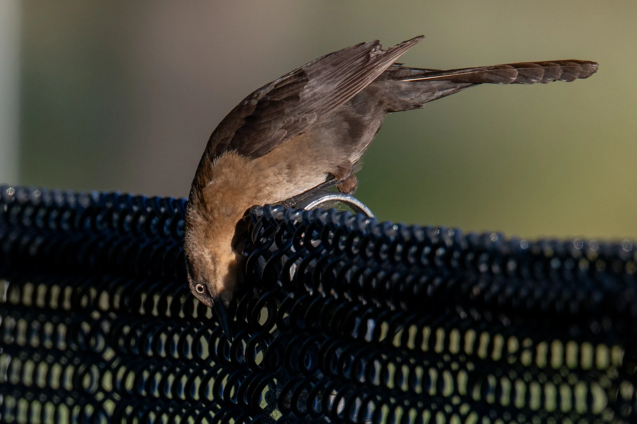 Great-tailed Grackle (Quiscalus mexicanus)