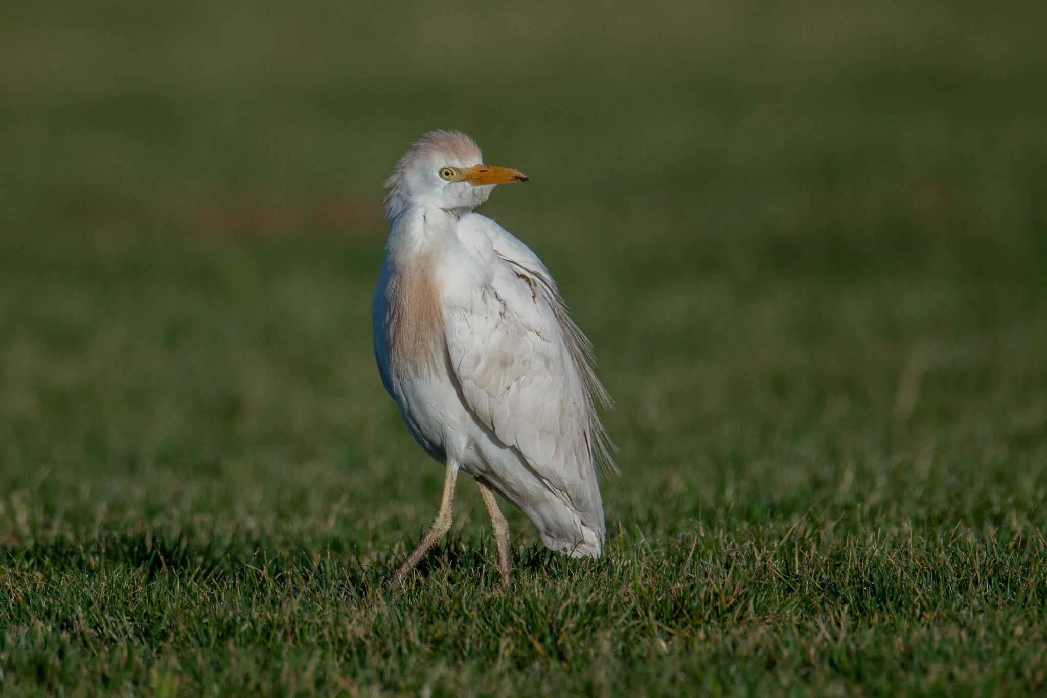 Western Cattle-Egret (Ardea ibis)