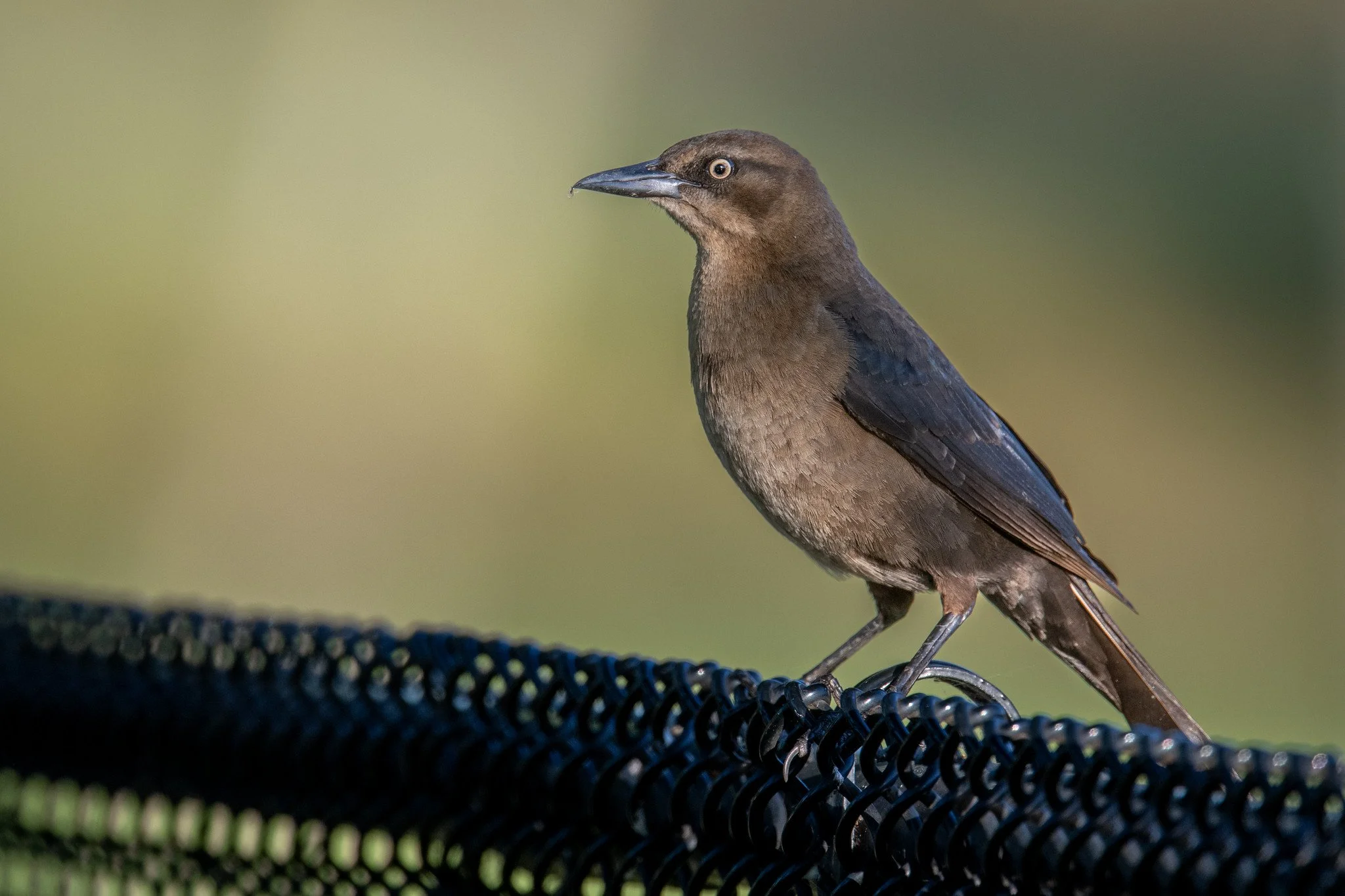 Great-tailed Grackle (Quiscalus mexicanus)