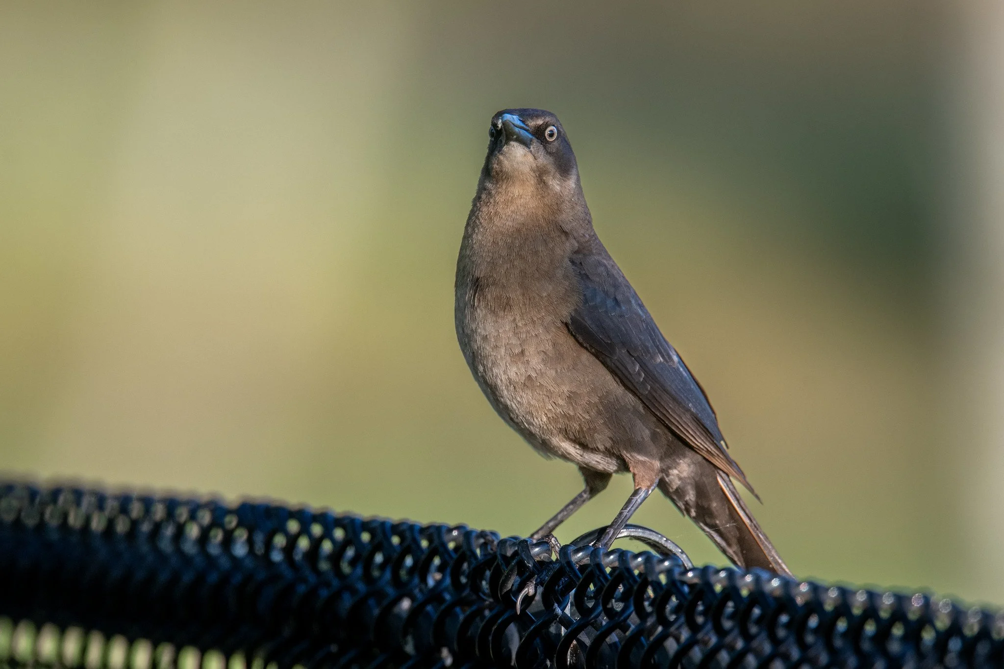 Great-tailed Grackle (Quiscalus mexicanus)