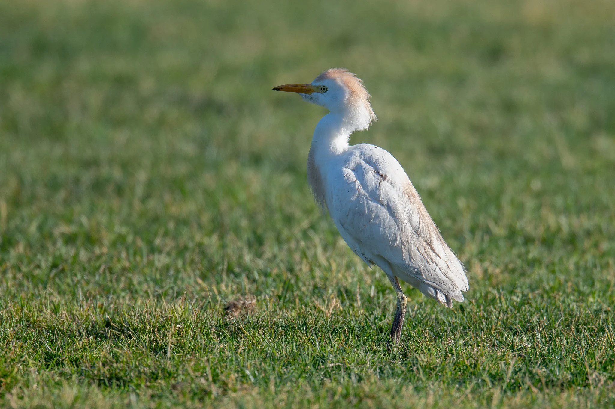 Western Cattle-Egret (Ardea ibis)