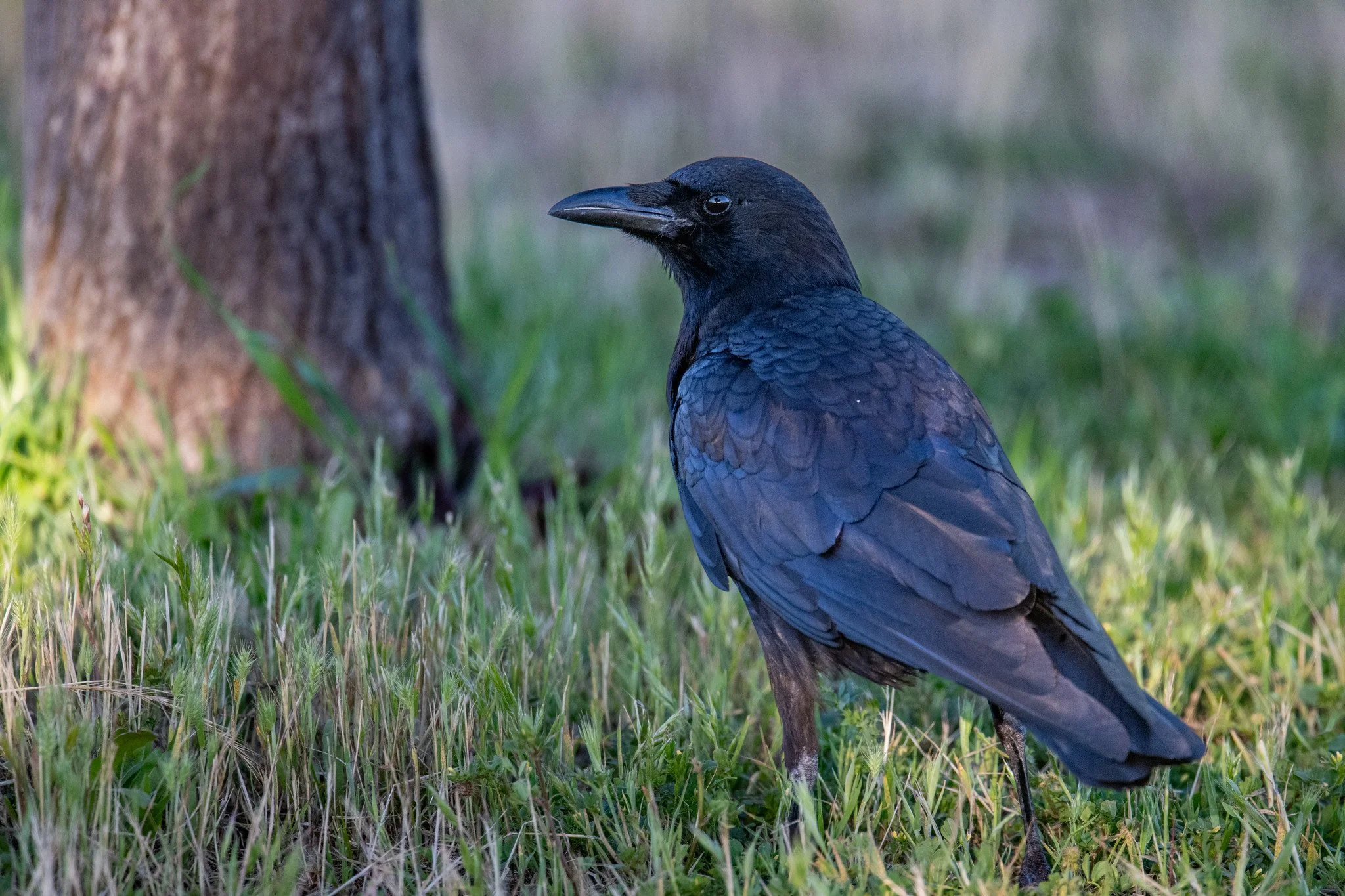 American Crow (Corvus brachyrhynchos)