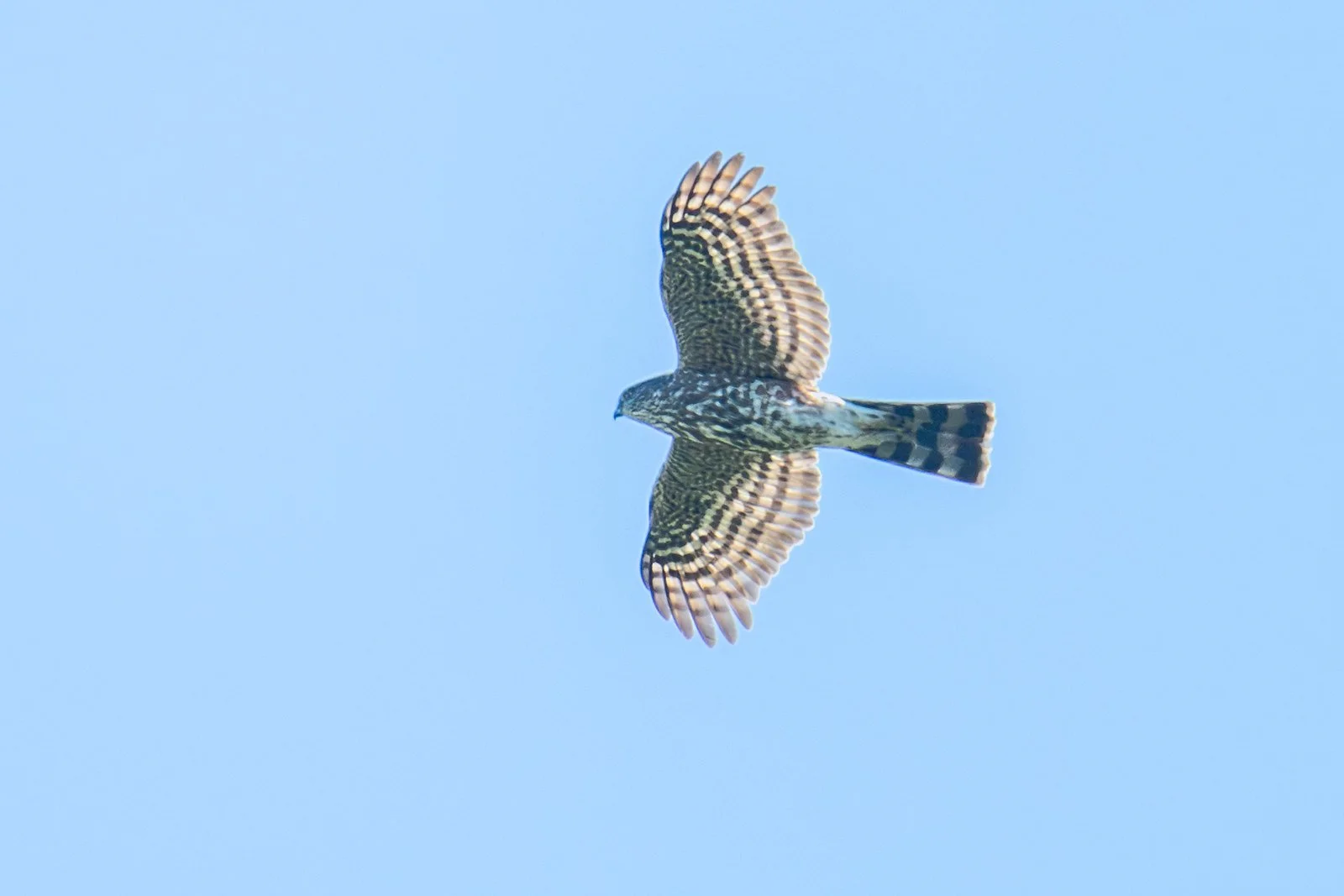 Sharp-shinned Hawk (Accipiter striatus)