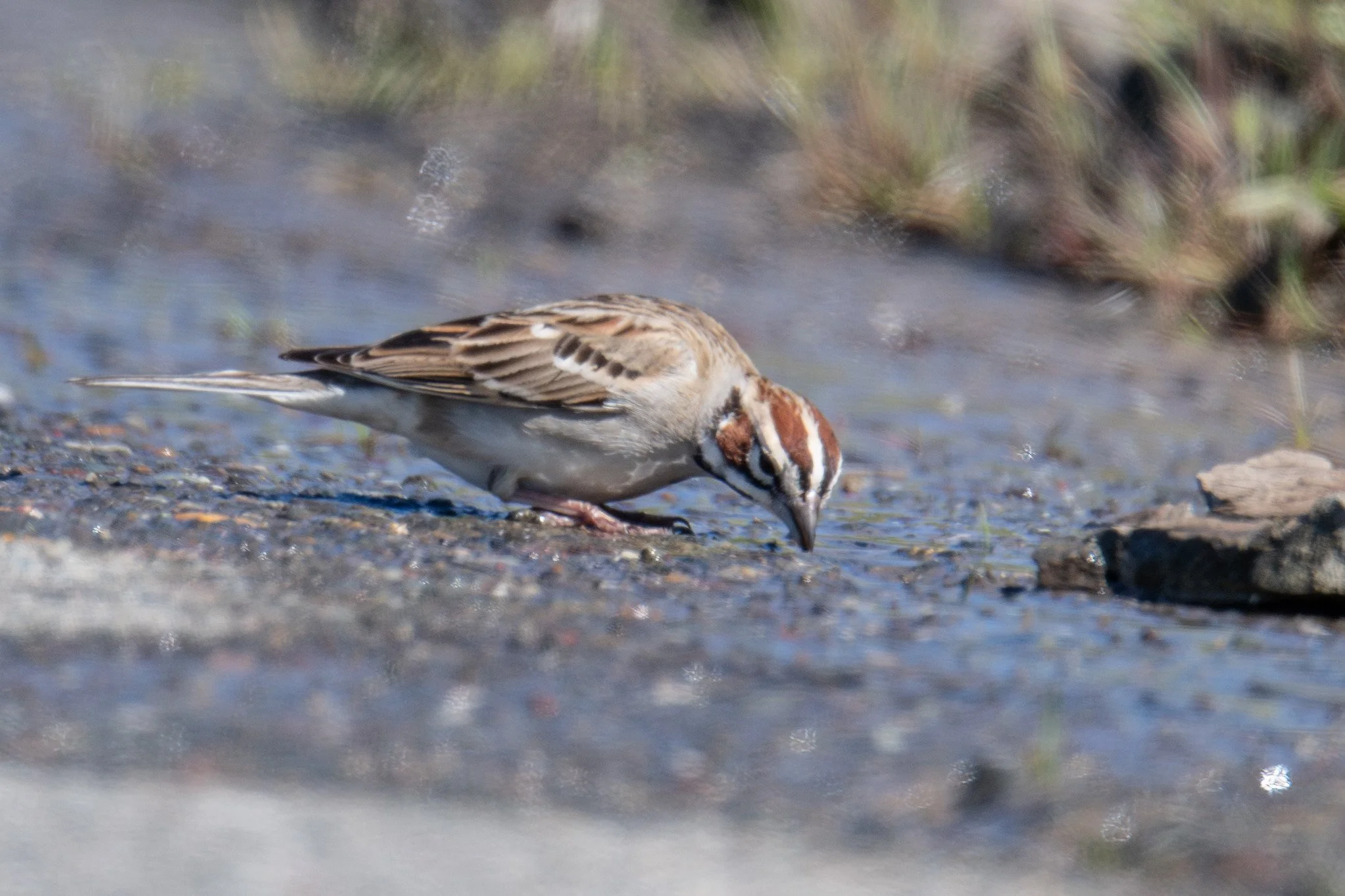Lark Sparrow (Chondestes grammacus)