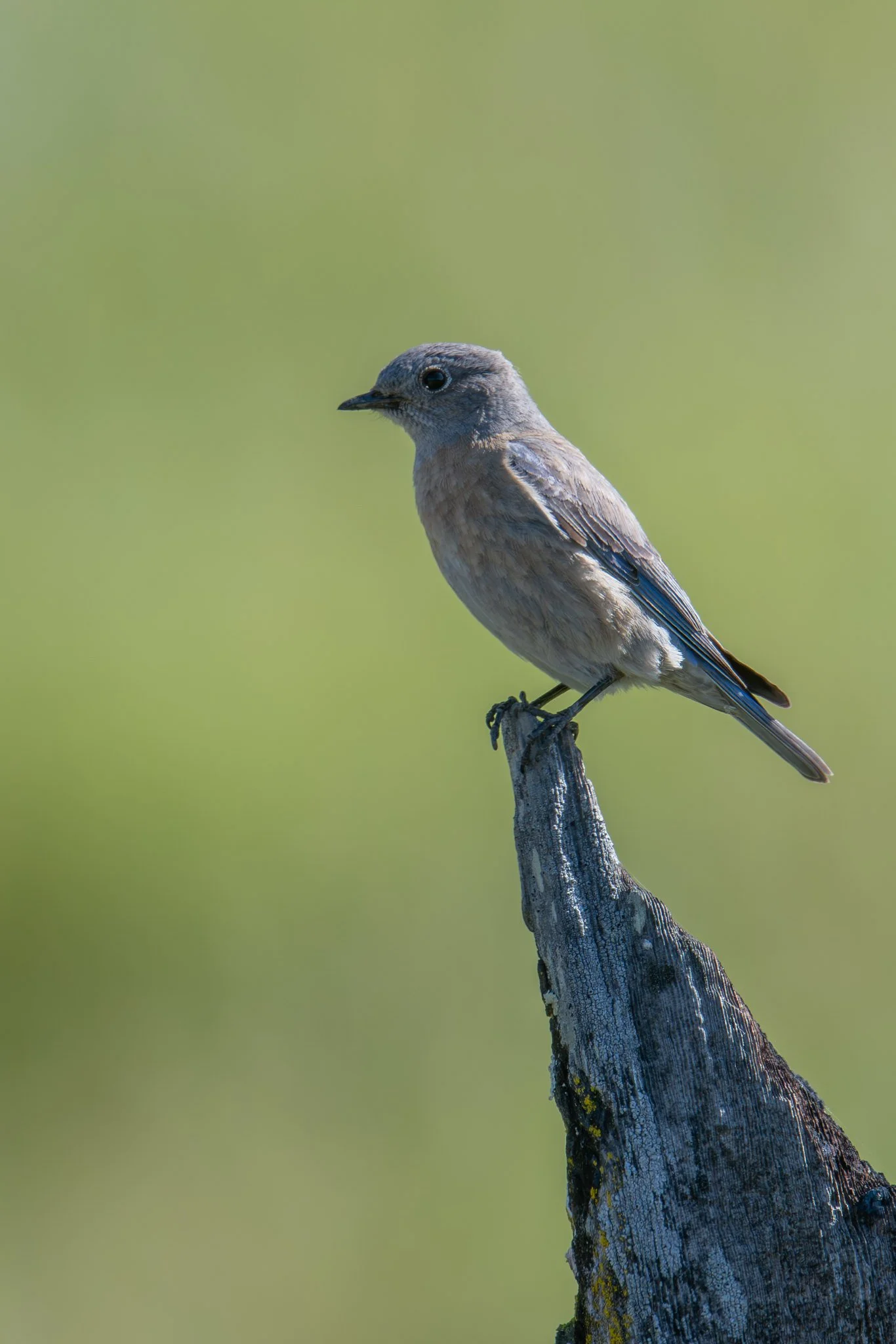 Western Bluebird (Sialia mexicana)