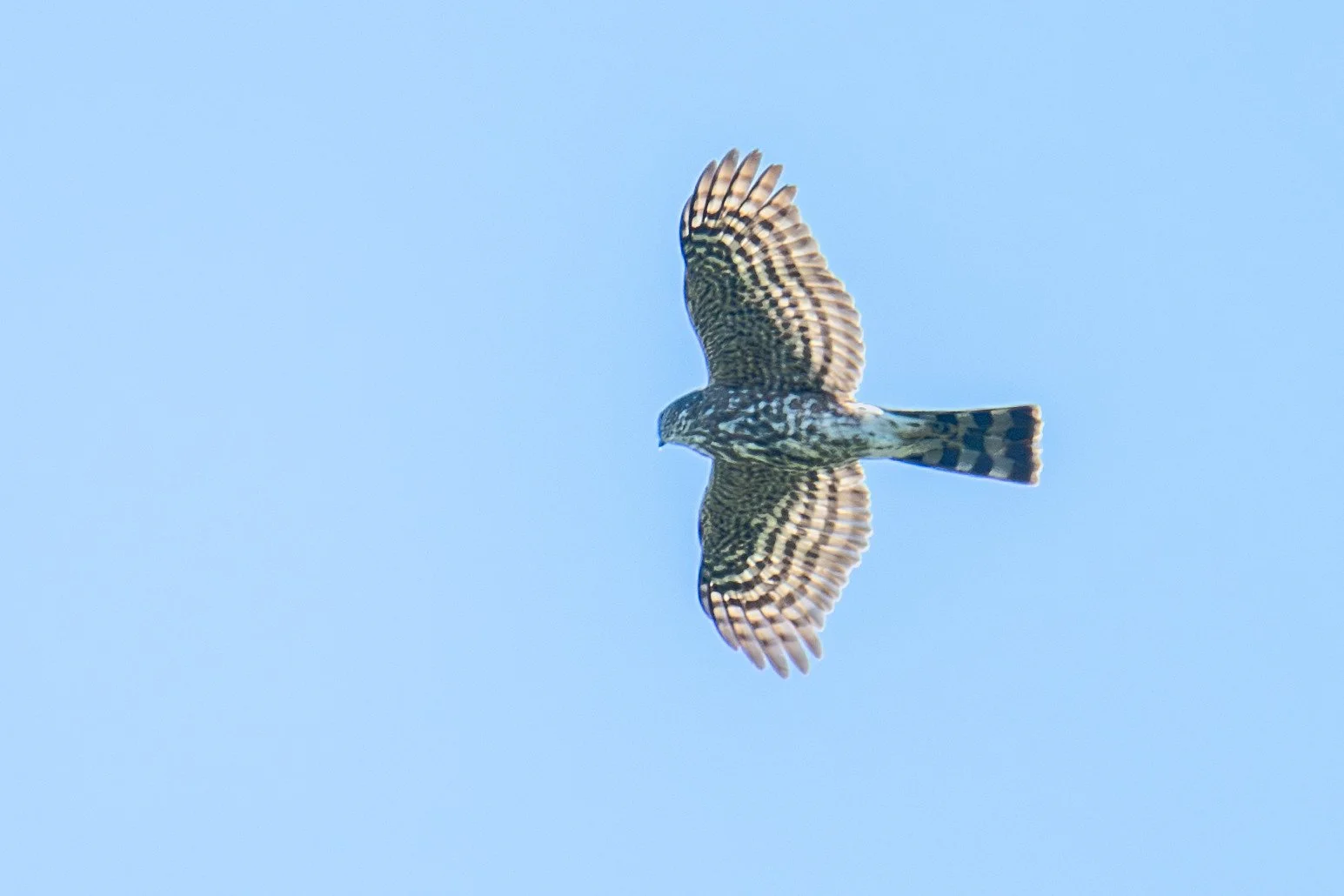Sharp-shinned Hawk (Accipiter striatus)