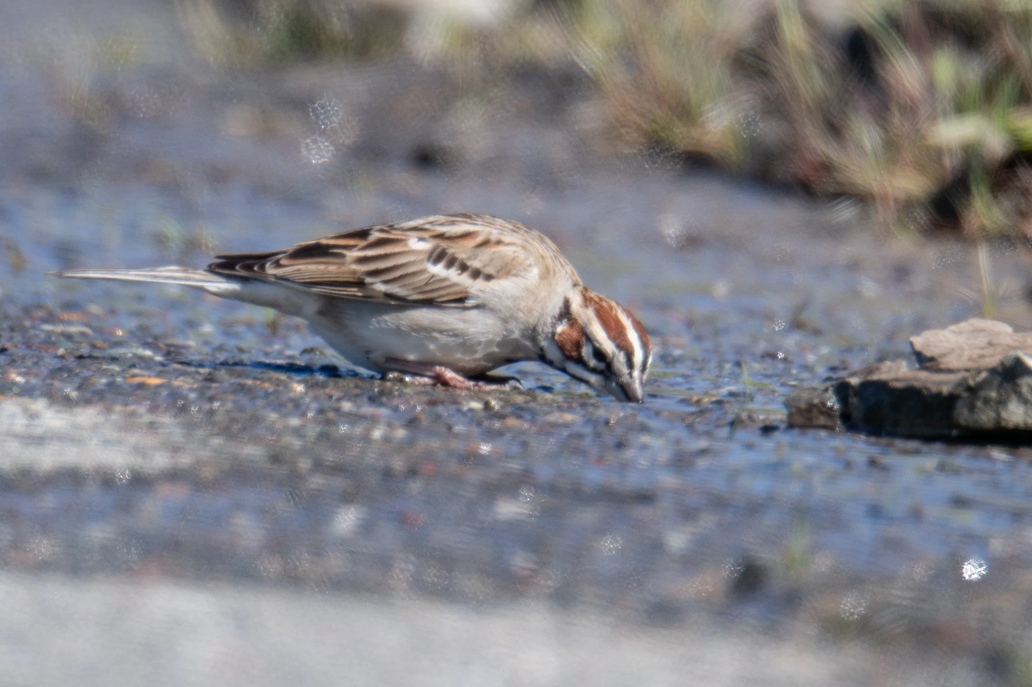 Lark Sparrow (Chondestes grammacus)