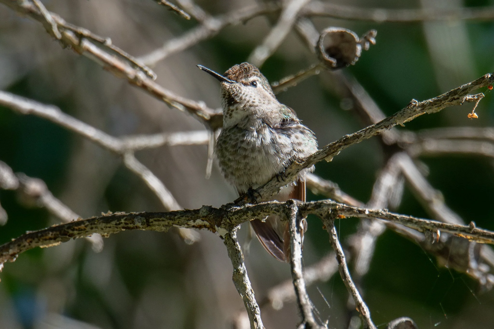 Anna's Hummingbird (Calypte anna)