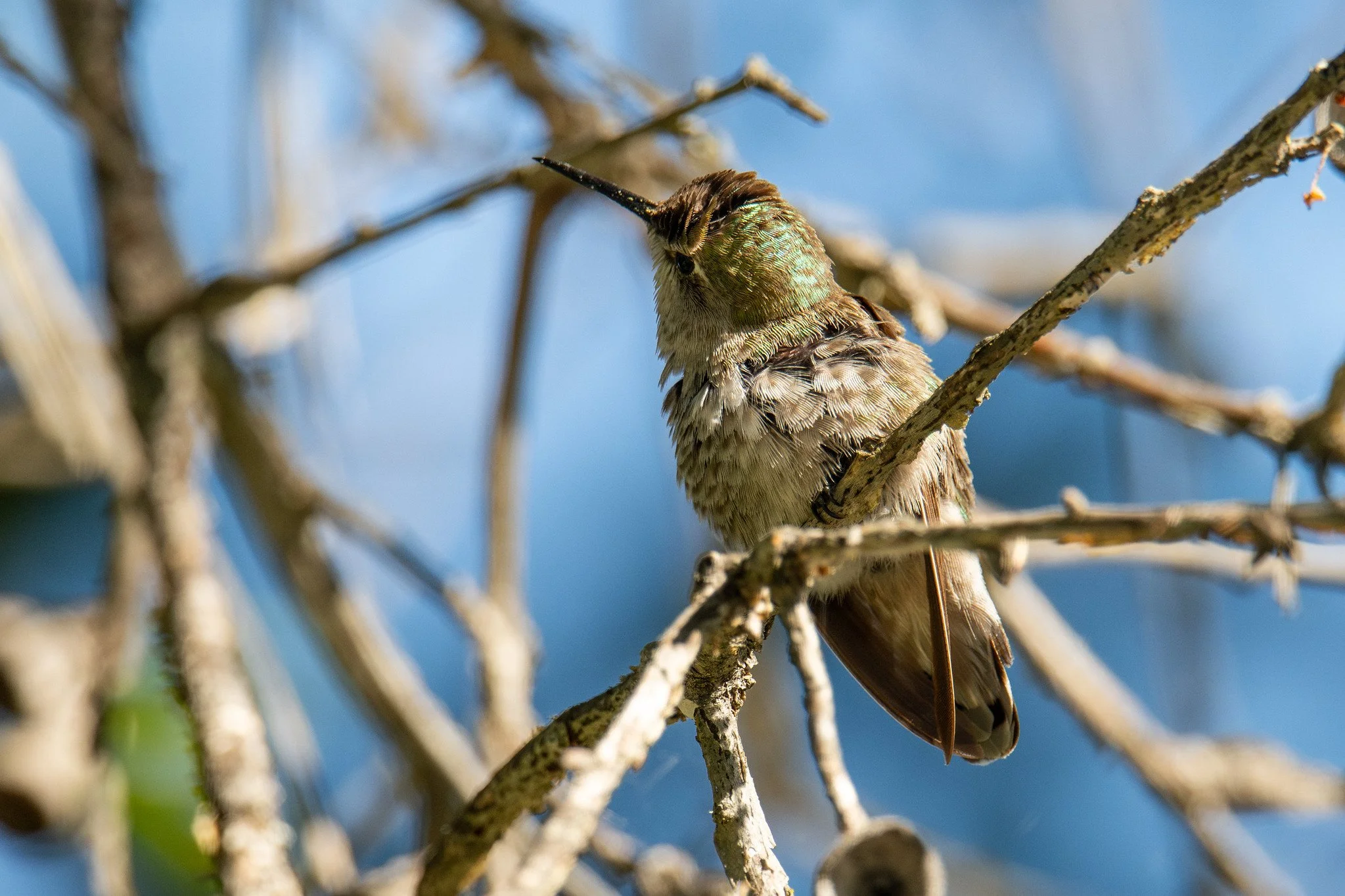 Anna's Hummingbird (Calypte anna)