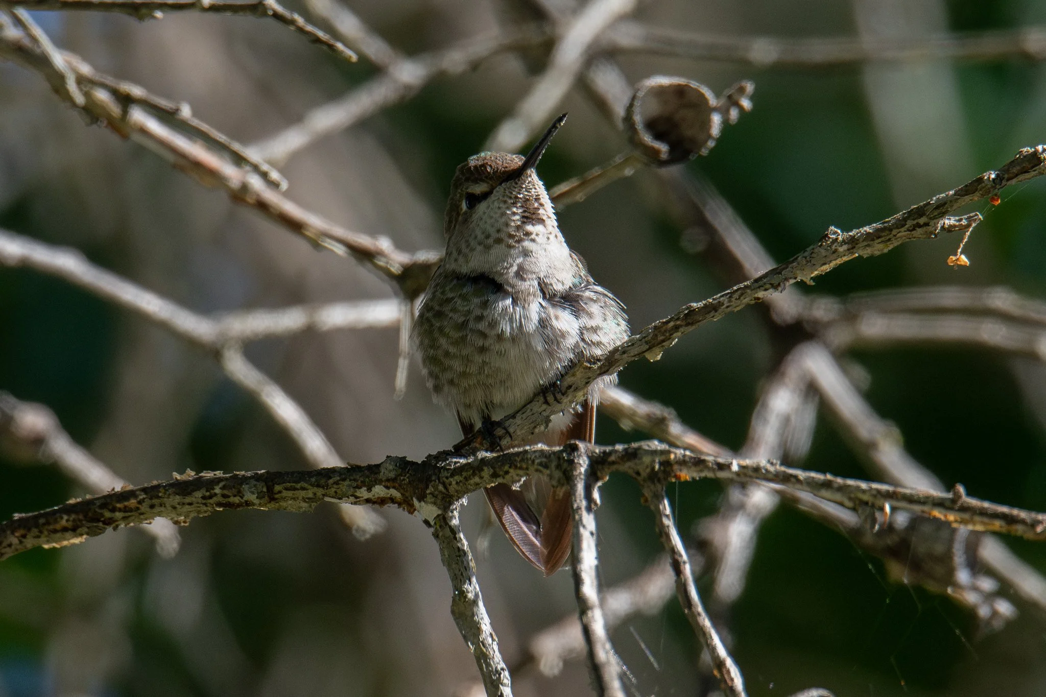 Anna's Hummingbird (Calypte anna)