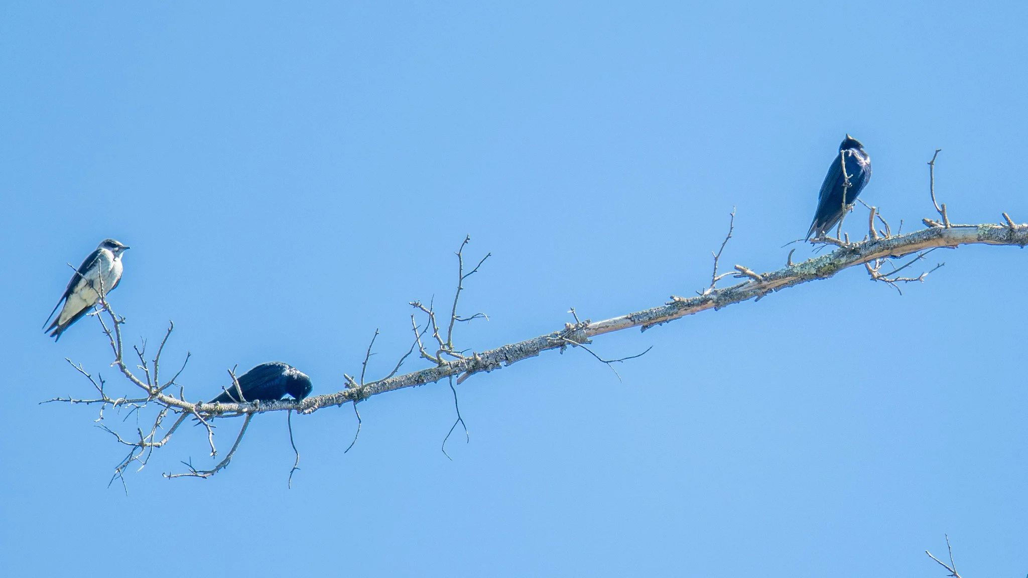 Purple Martin (Progne subis)