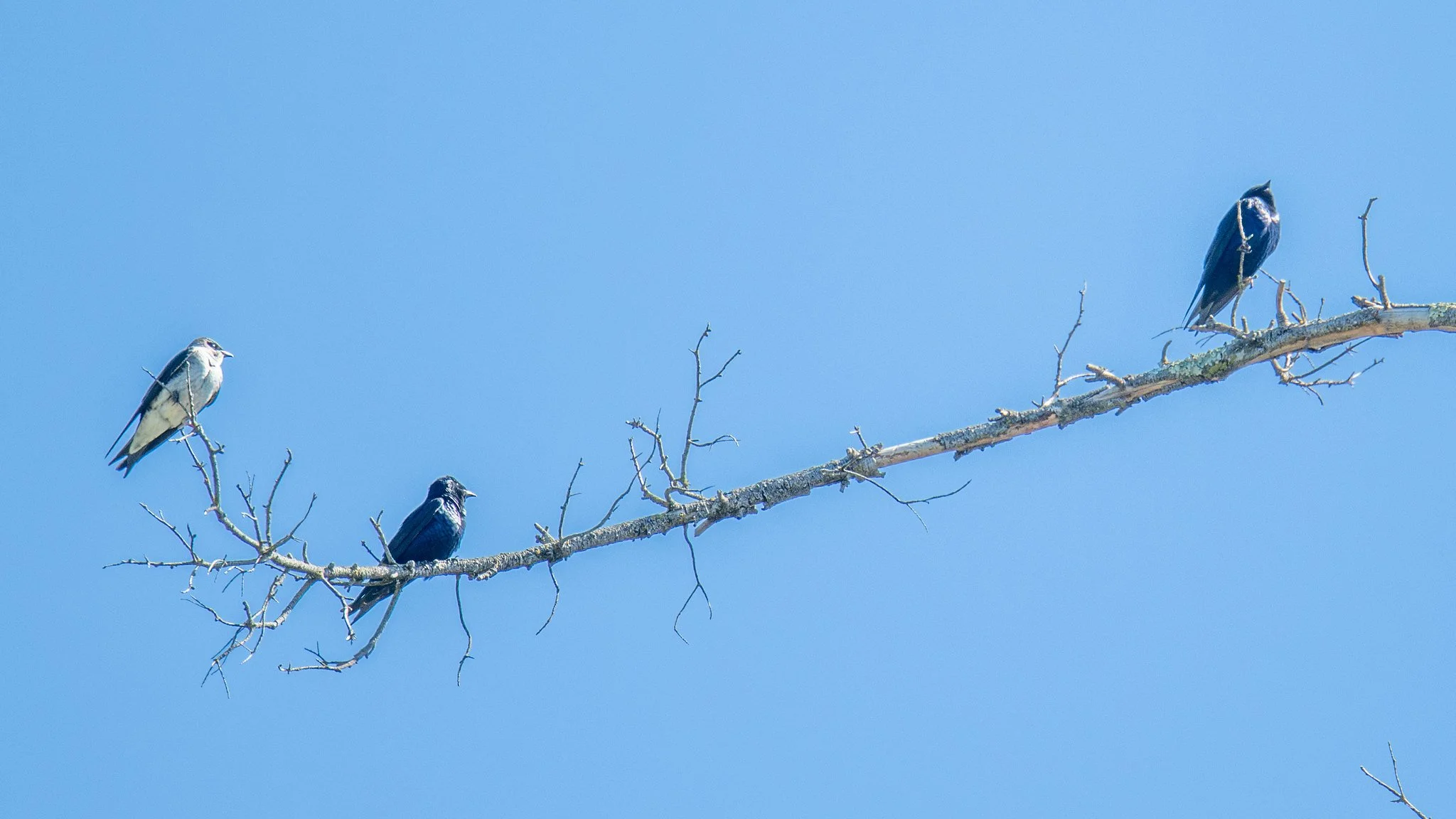 Purple Martin (Progne subis)