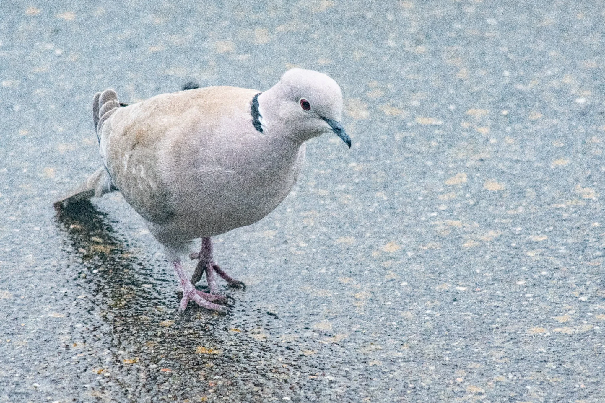 Eurasian Collared-Dove (Streptopelia decaocto)