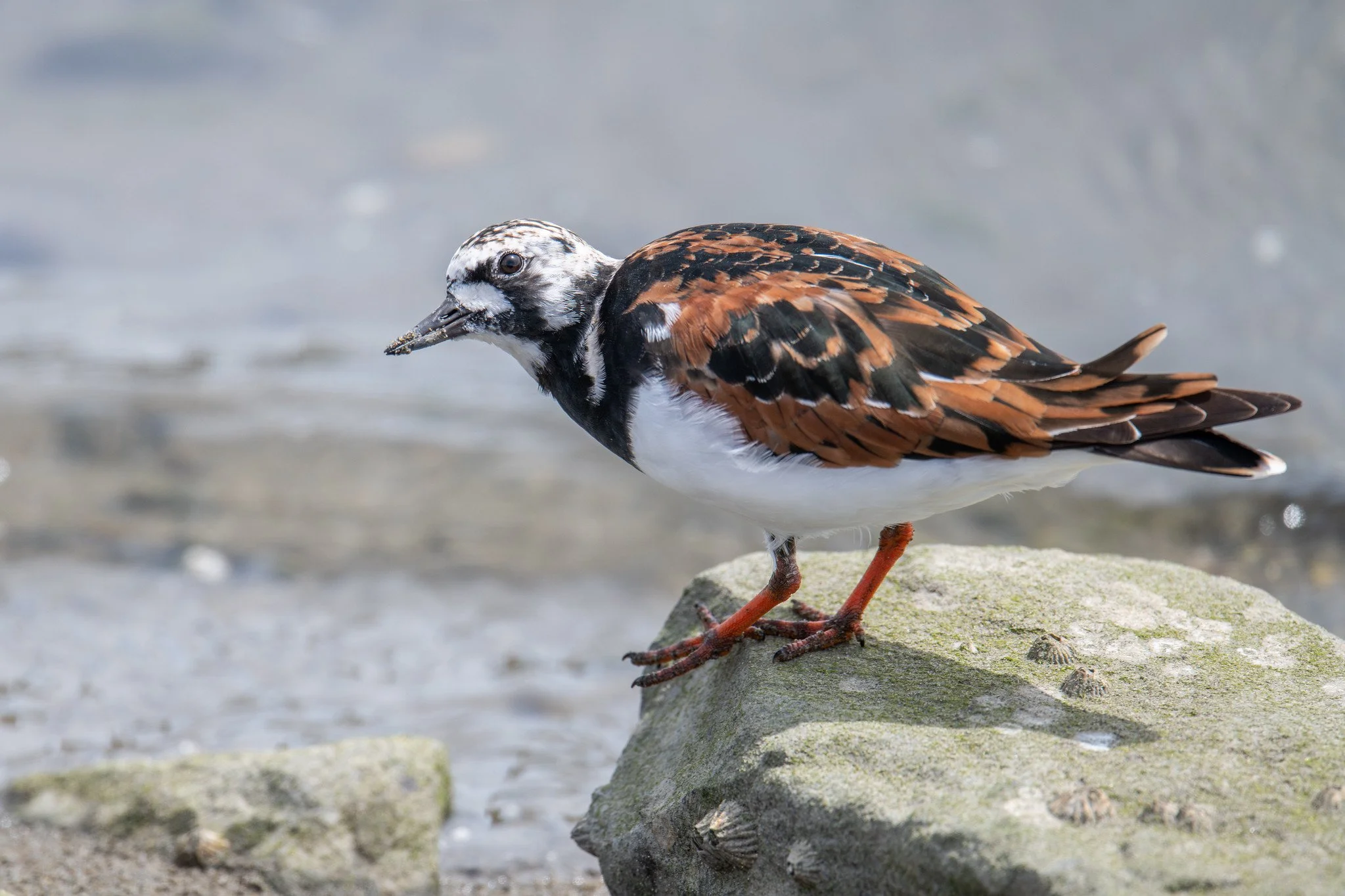 Ruddy Turnstone (Arenaria interpres)