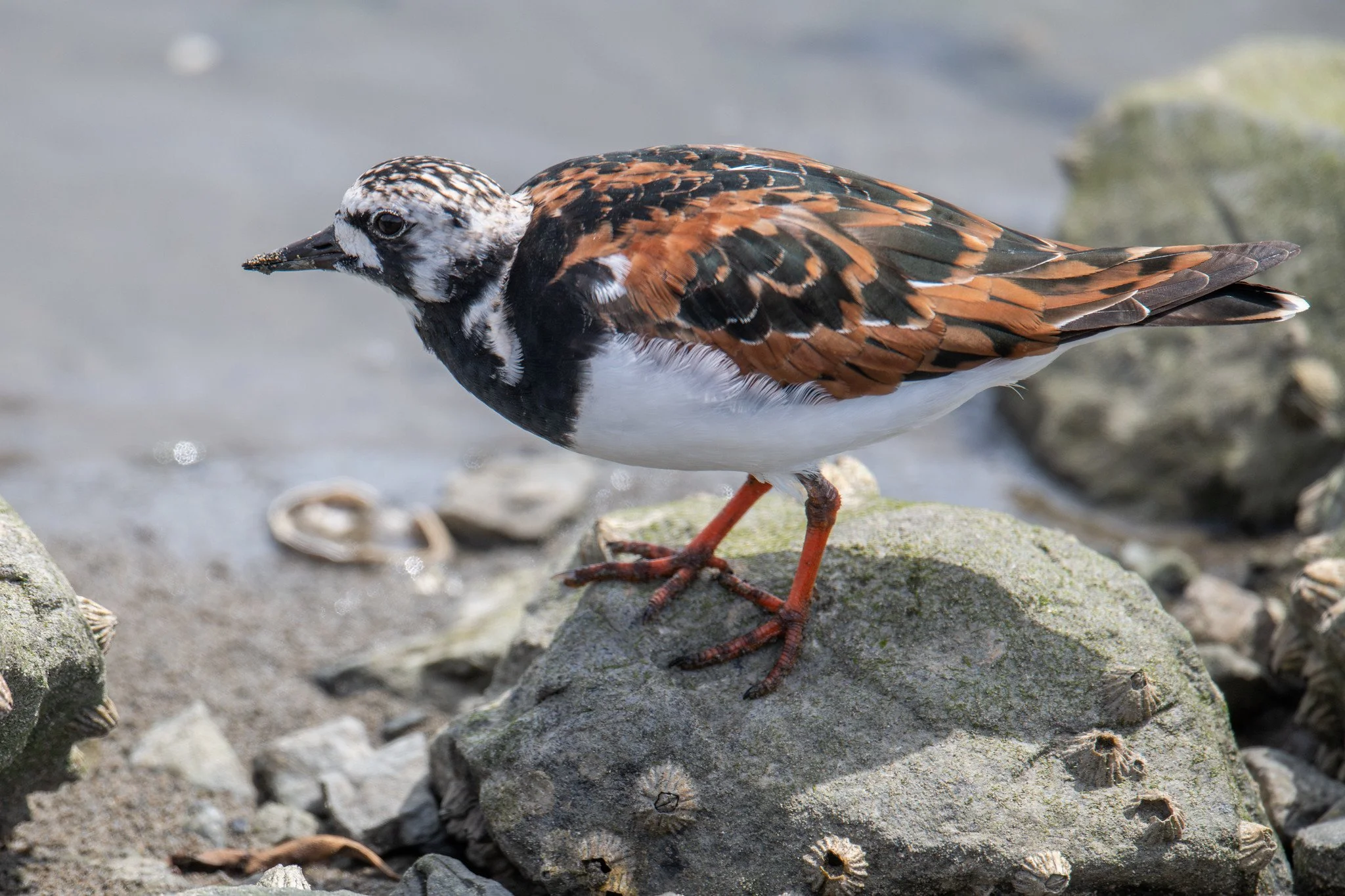 Ruddy Turnstone (Arenaria interpres)