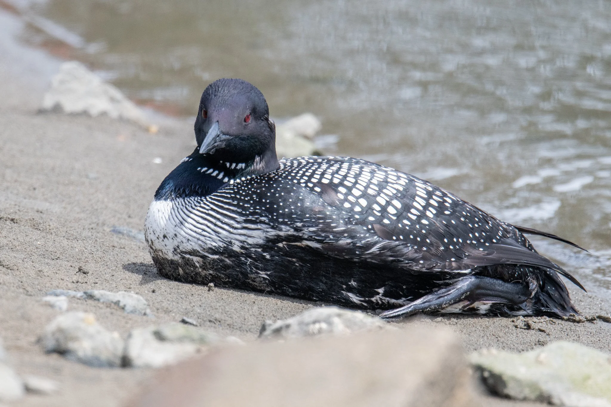 Common Loon (Gavia immer)