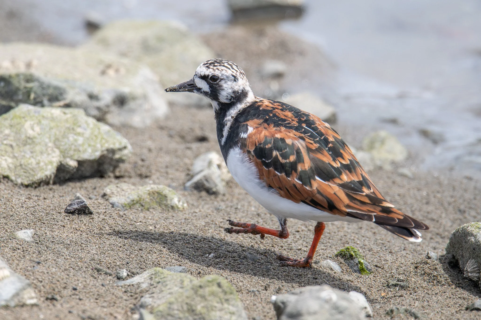 Ruddy Turnstone (Arenaria interpres)