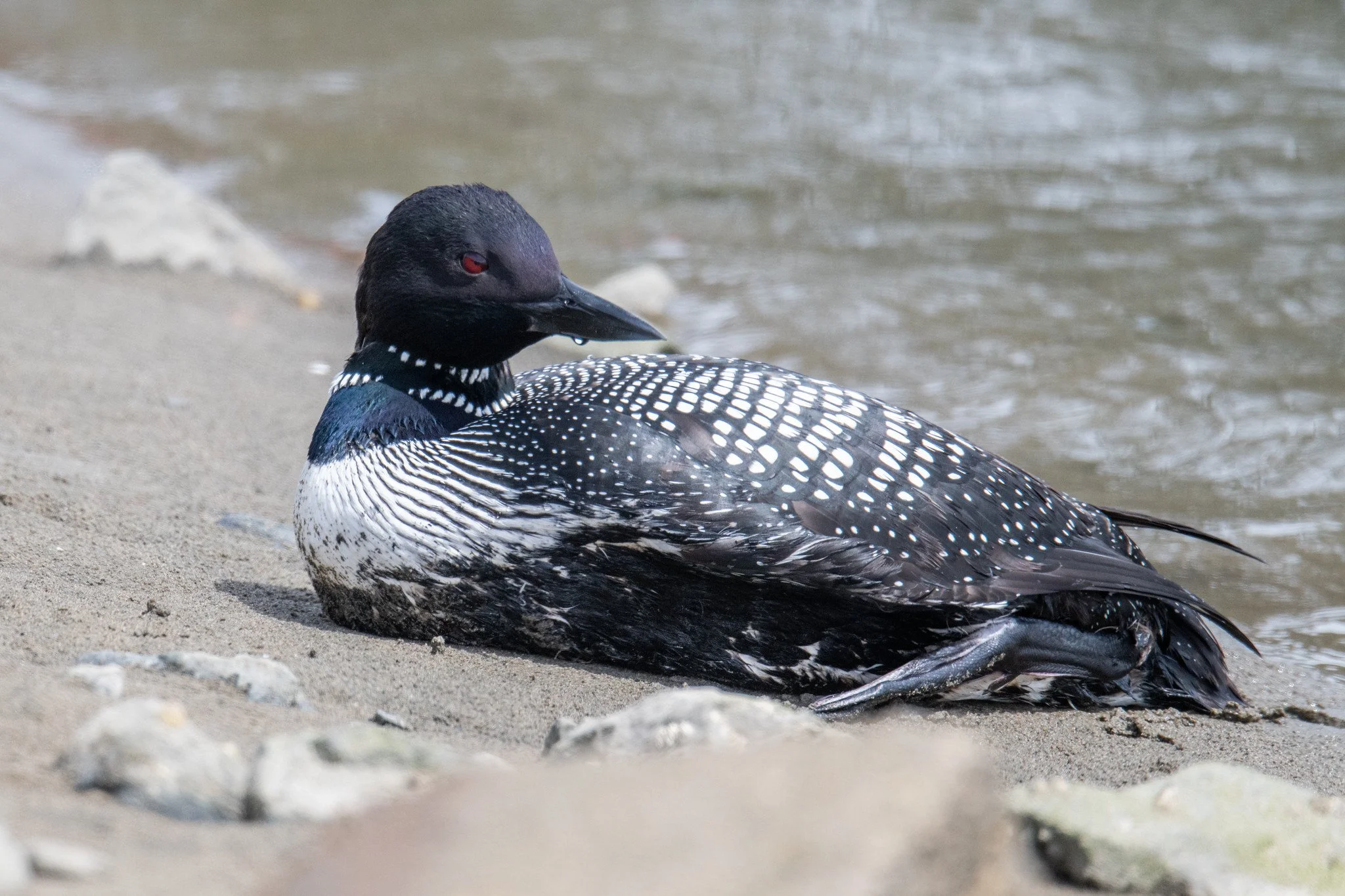 Common Loon (Gavia immer)