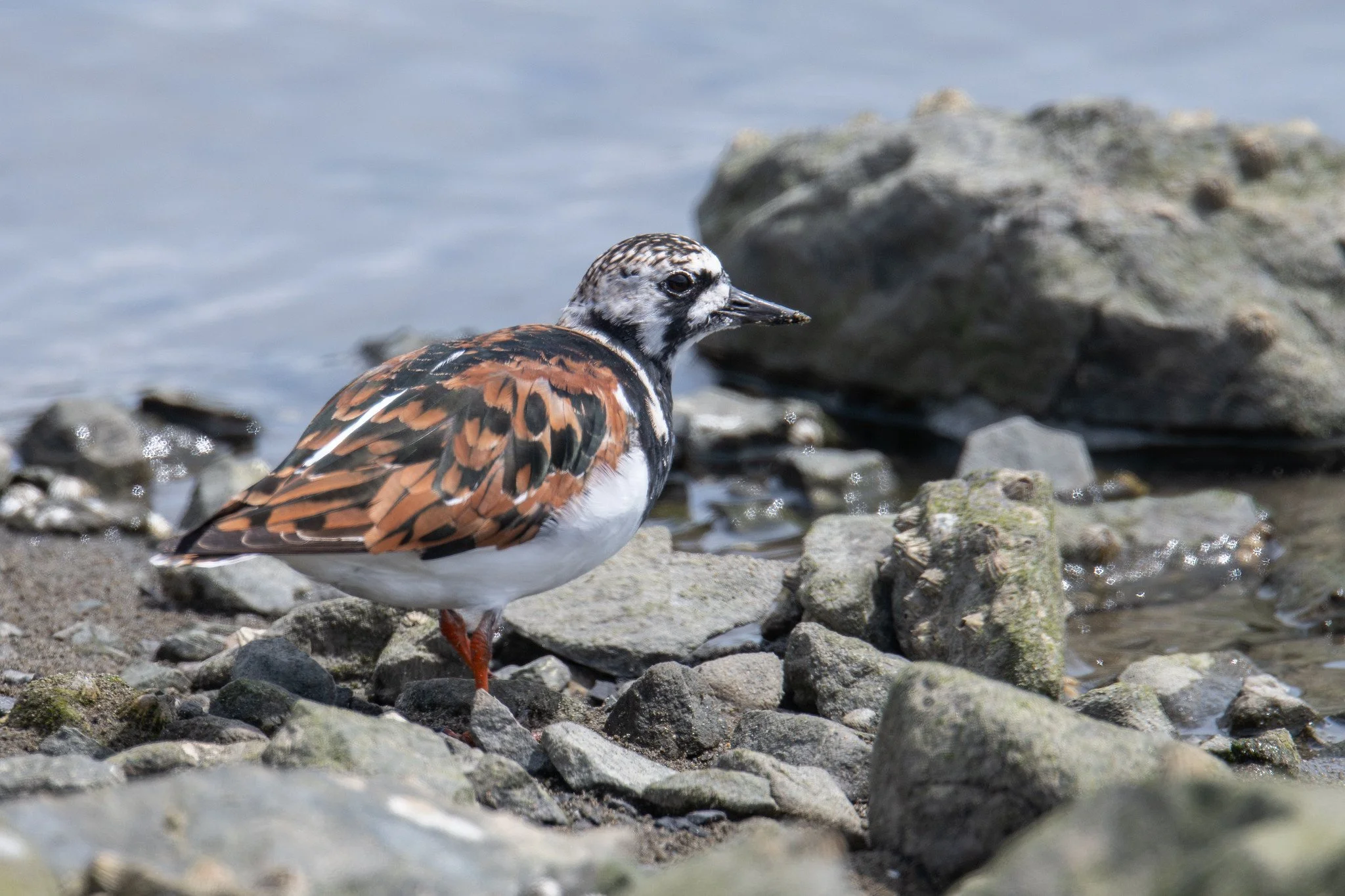 Ruddy Turnstone (Arenaria interpres)