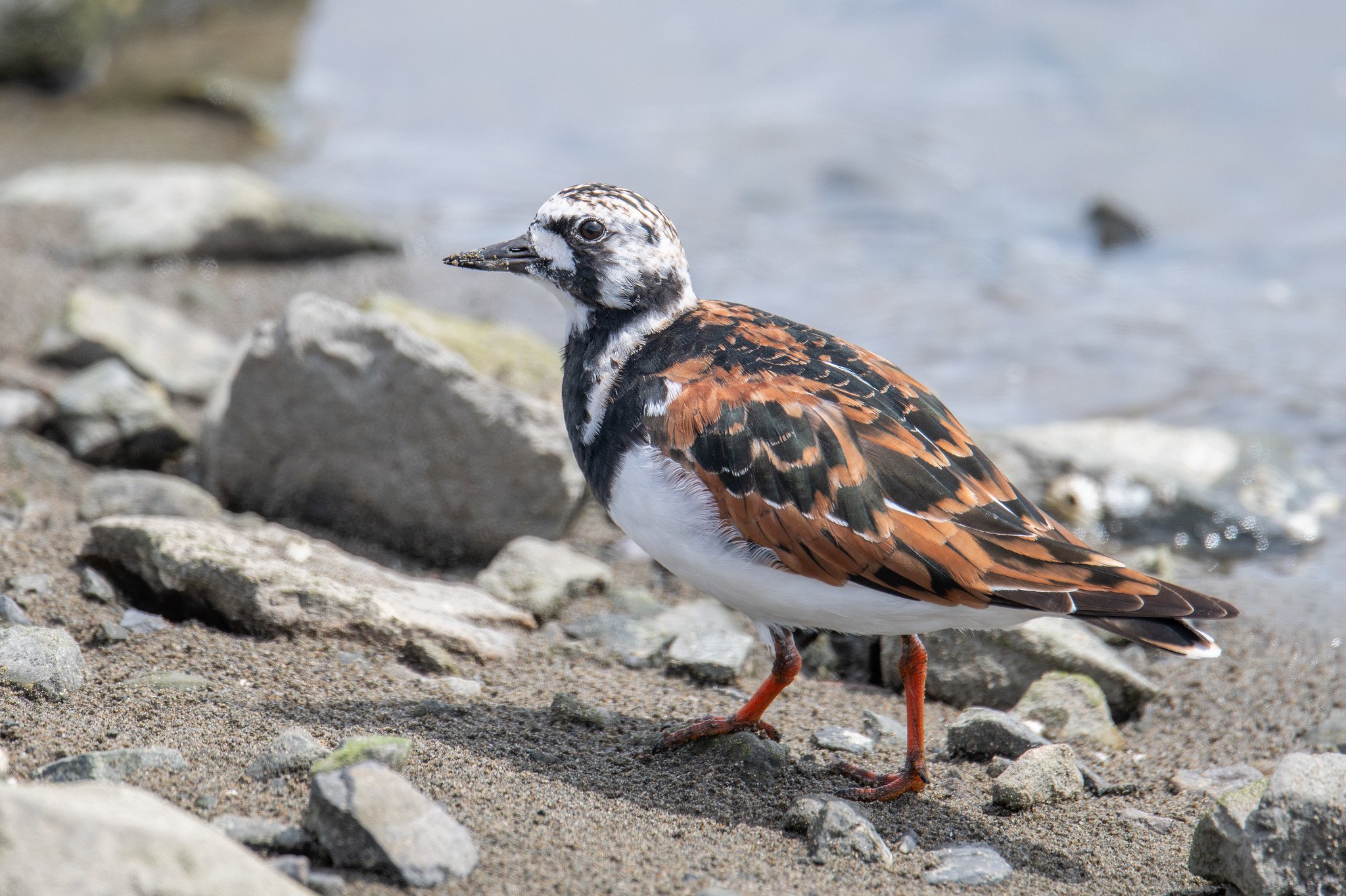 Ruddy Turnstone (Arenaria interpres)