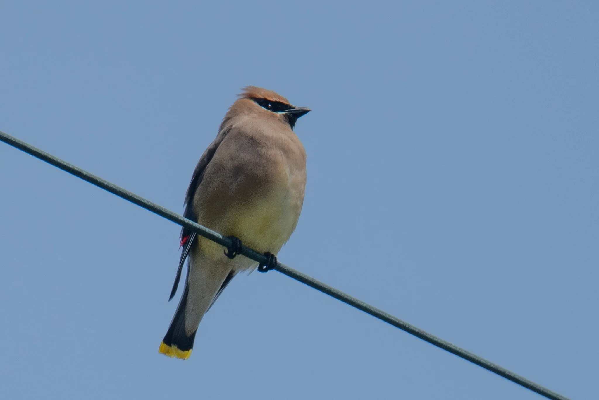 Cedar Waxwing (Bombycilla cedrorum)