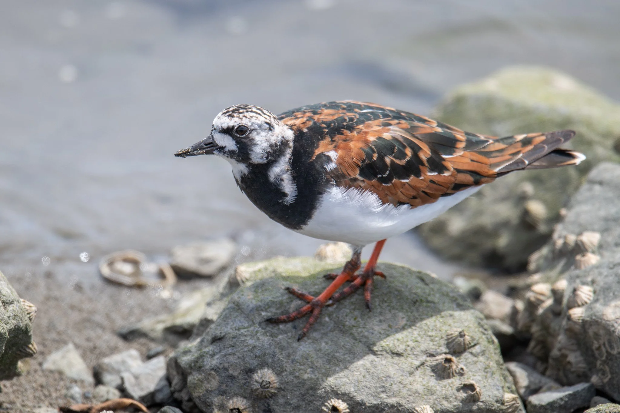 Ruddy Turnstone (Arenaria interpres)