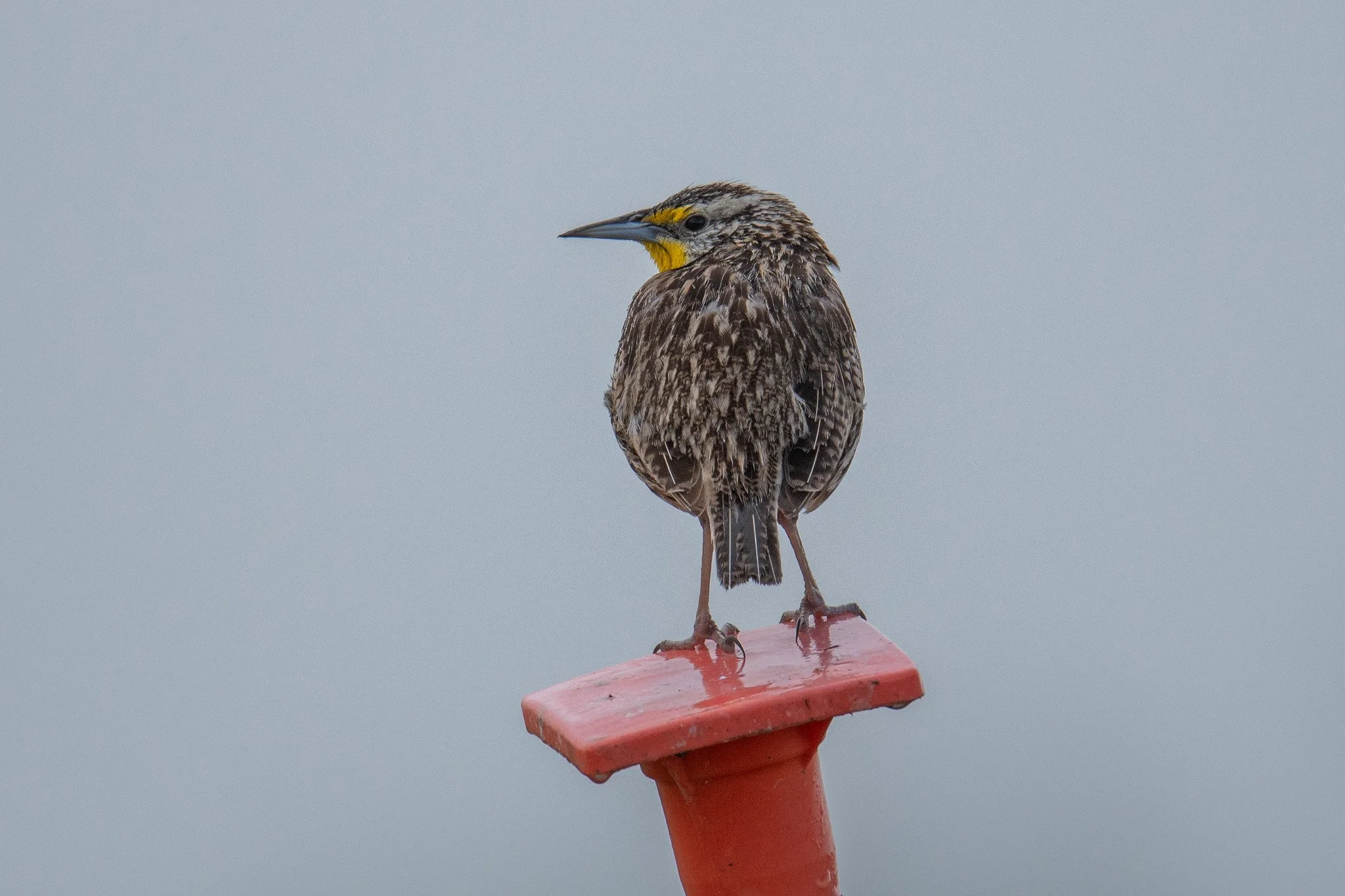 Western Meadowlark (Sturnella neglecta)